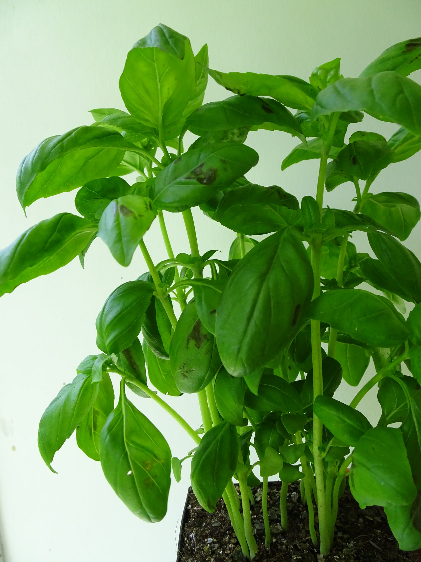 Basil Pot