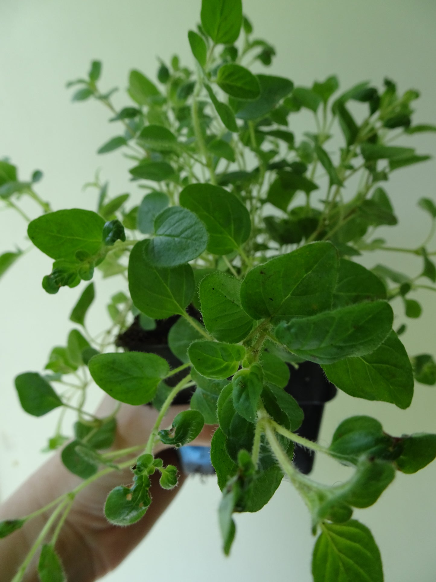 Oregano