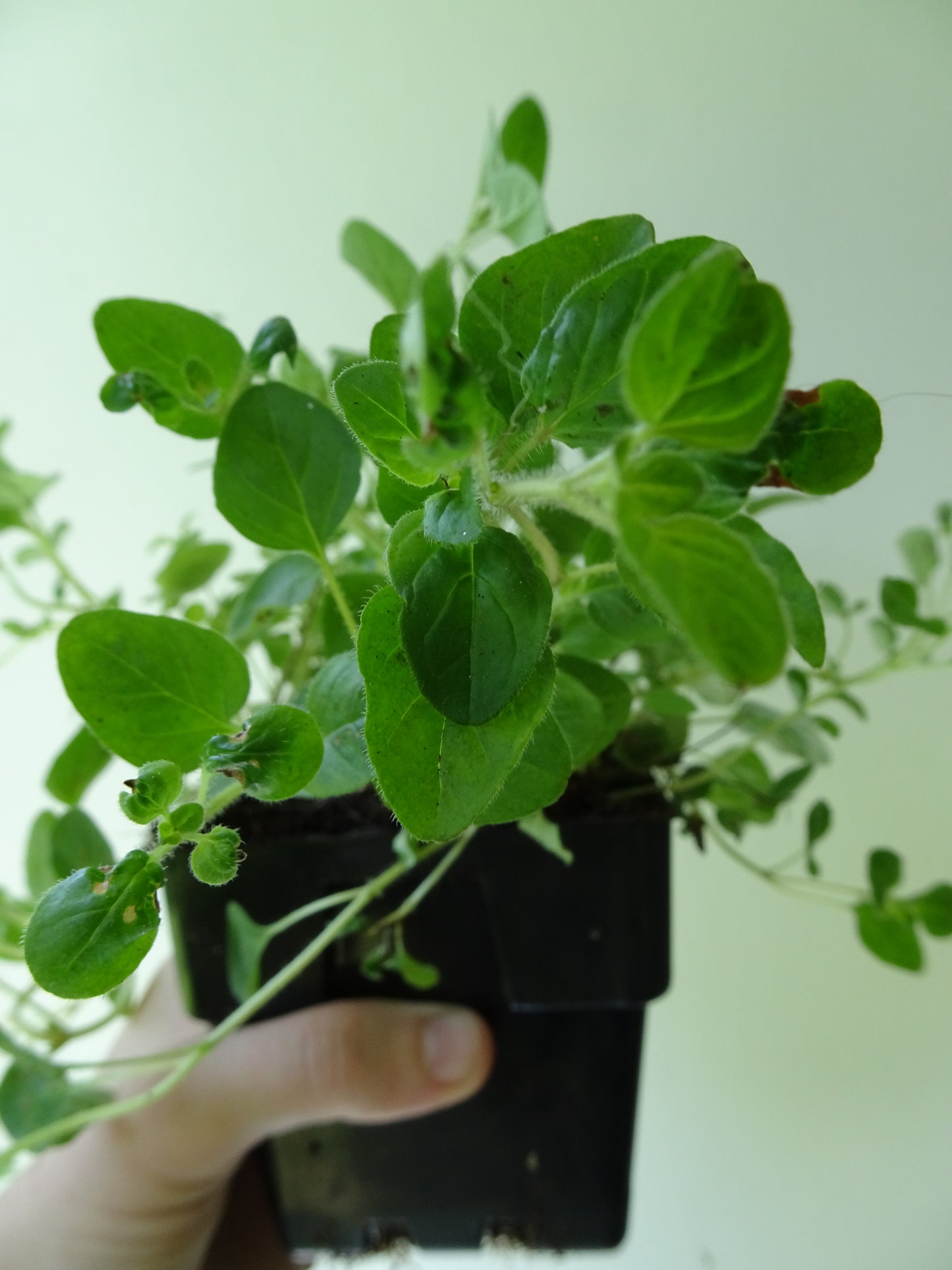Oregano