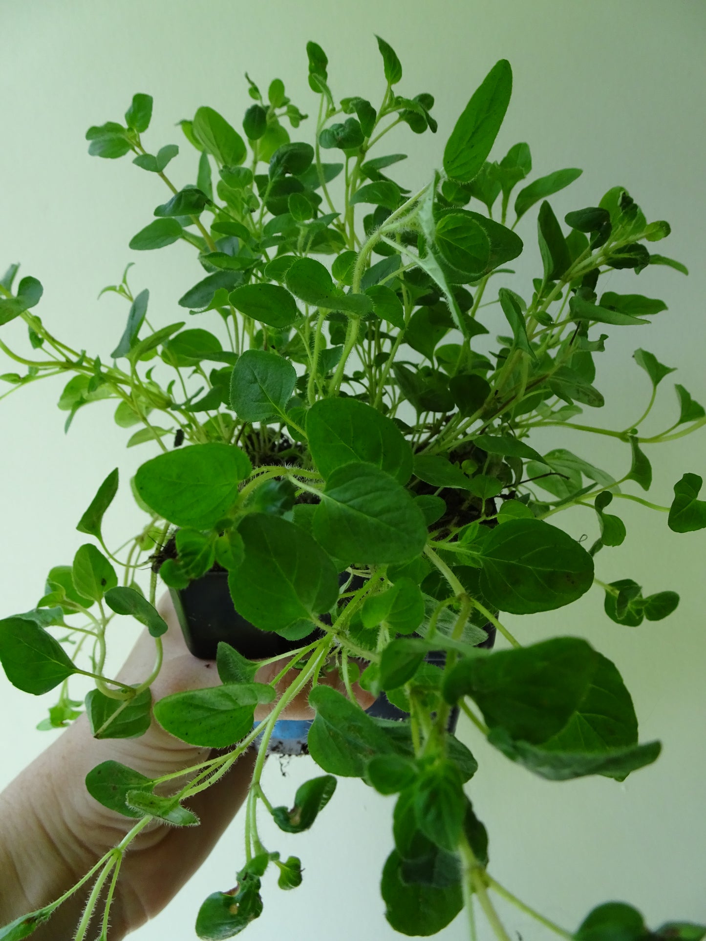 Oregano