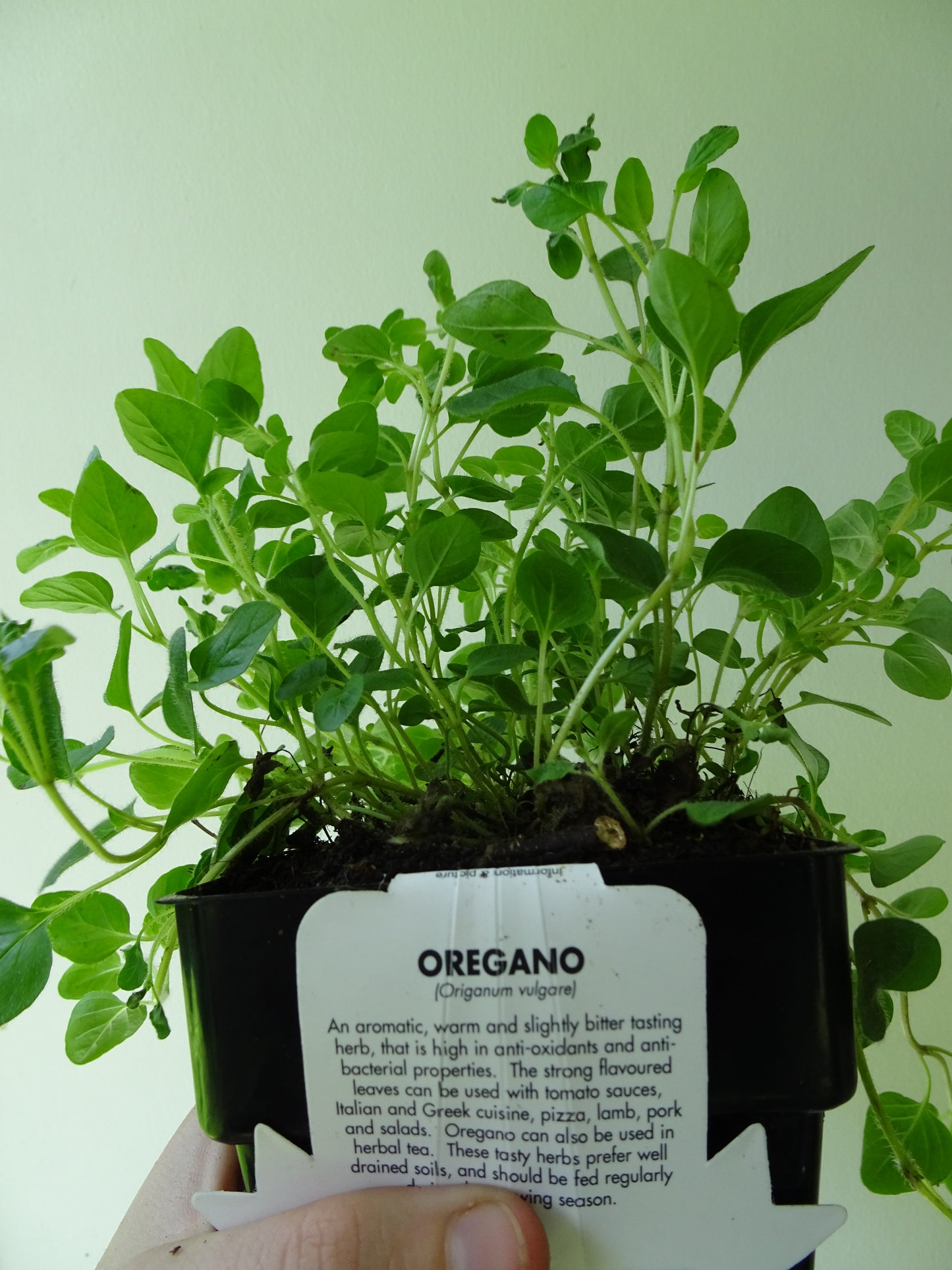 Oregano