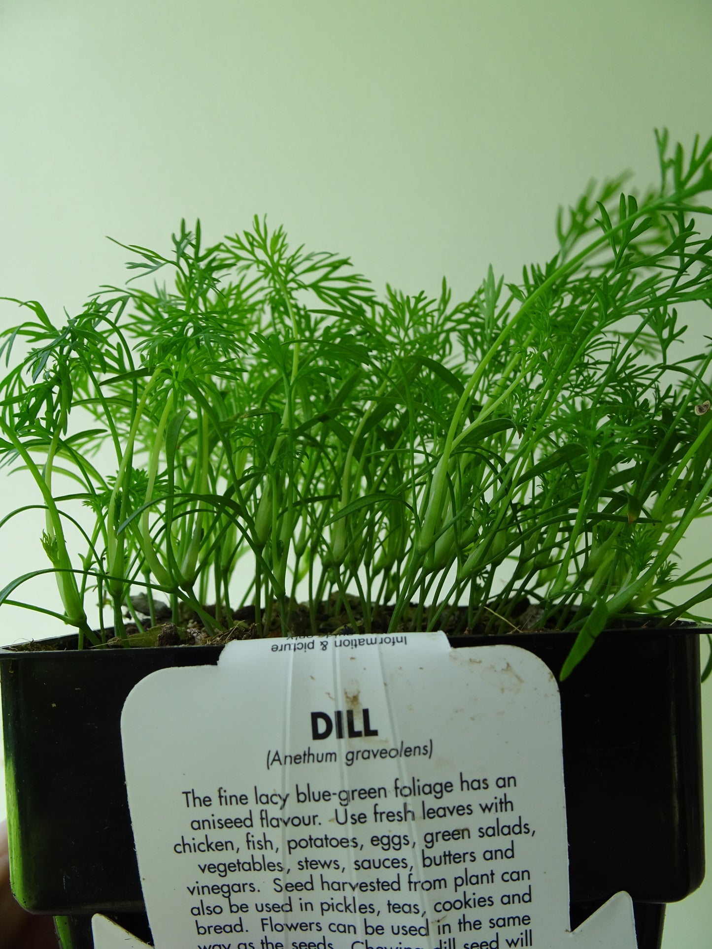 Dill