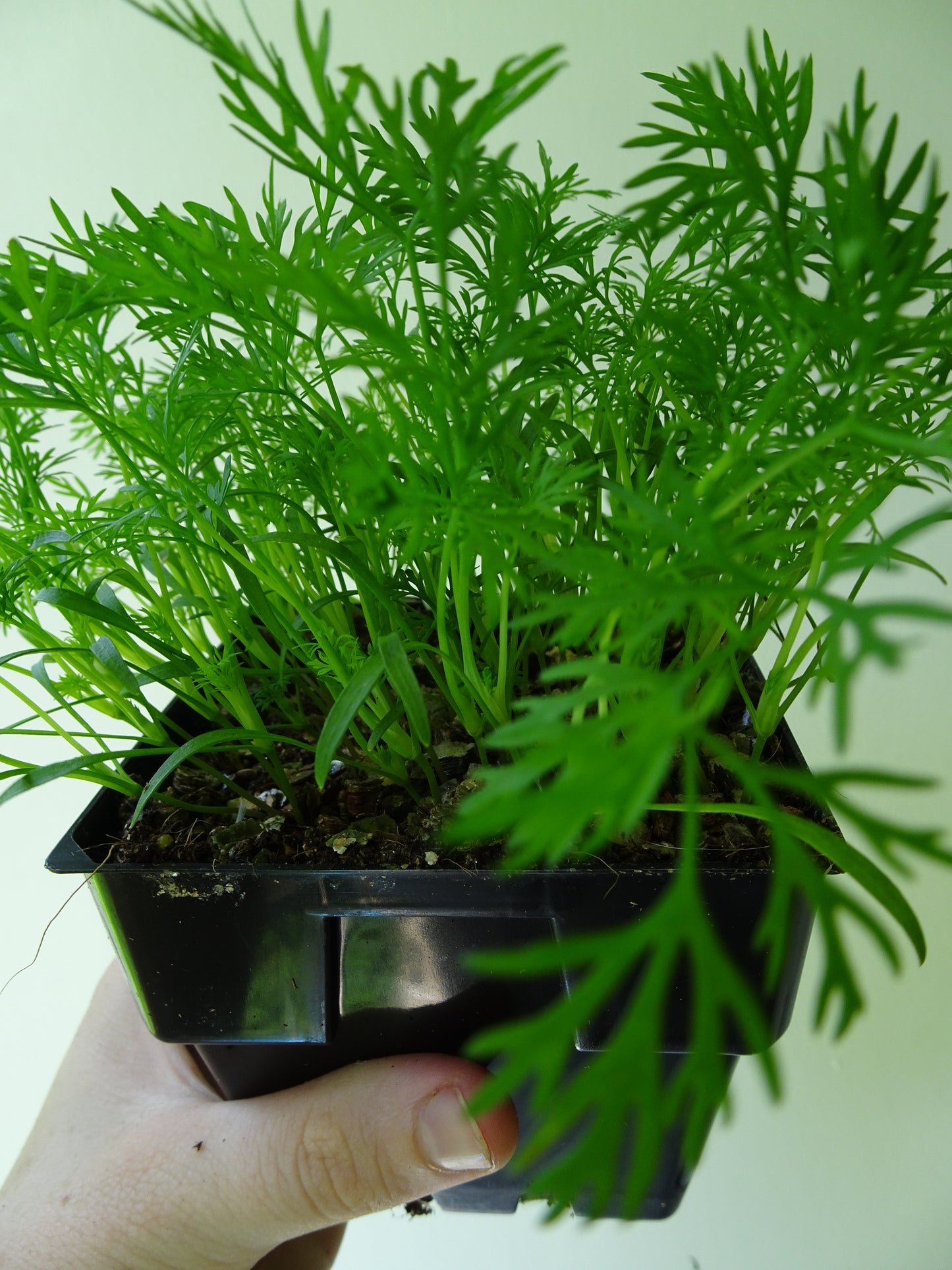 Dill
