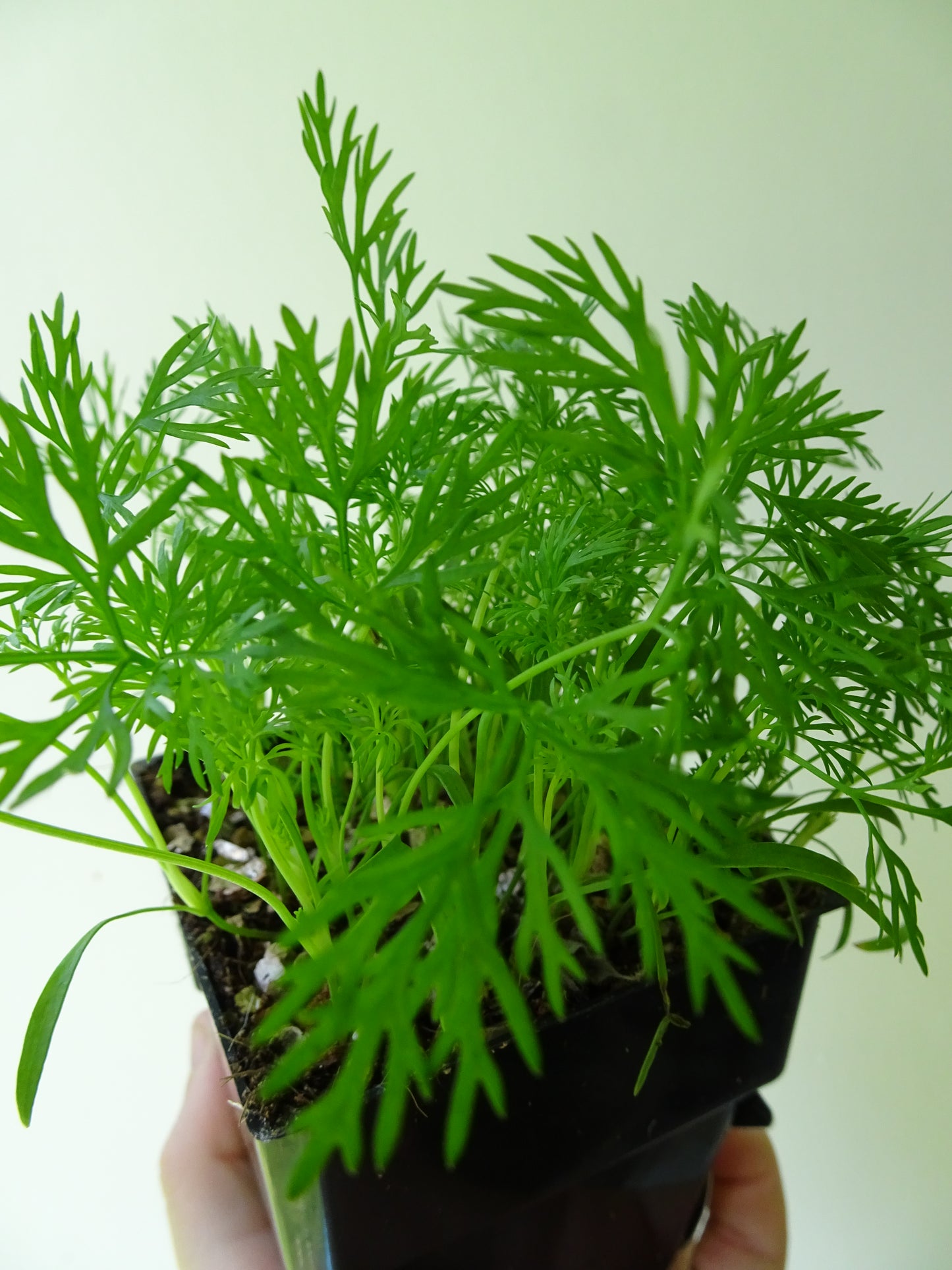 Dill