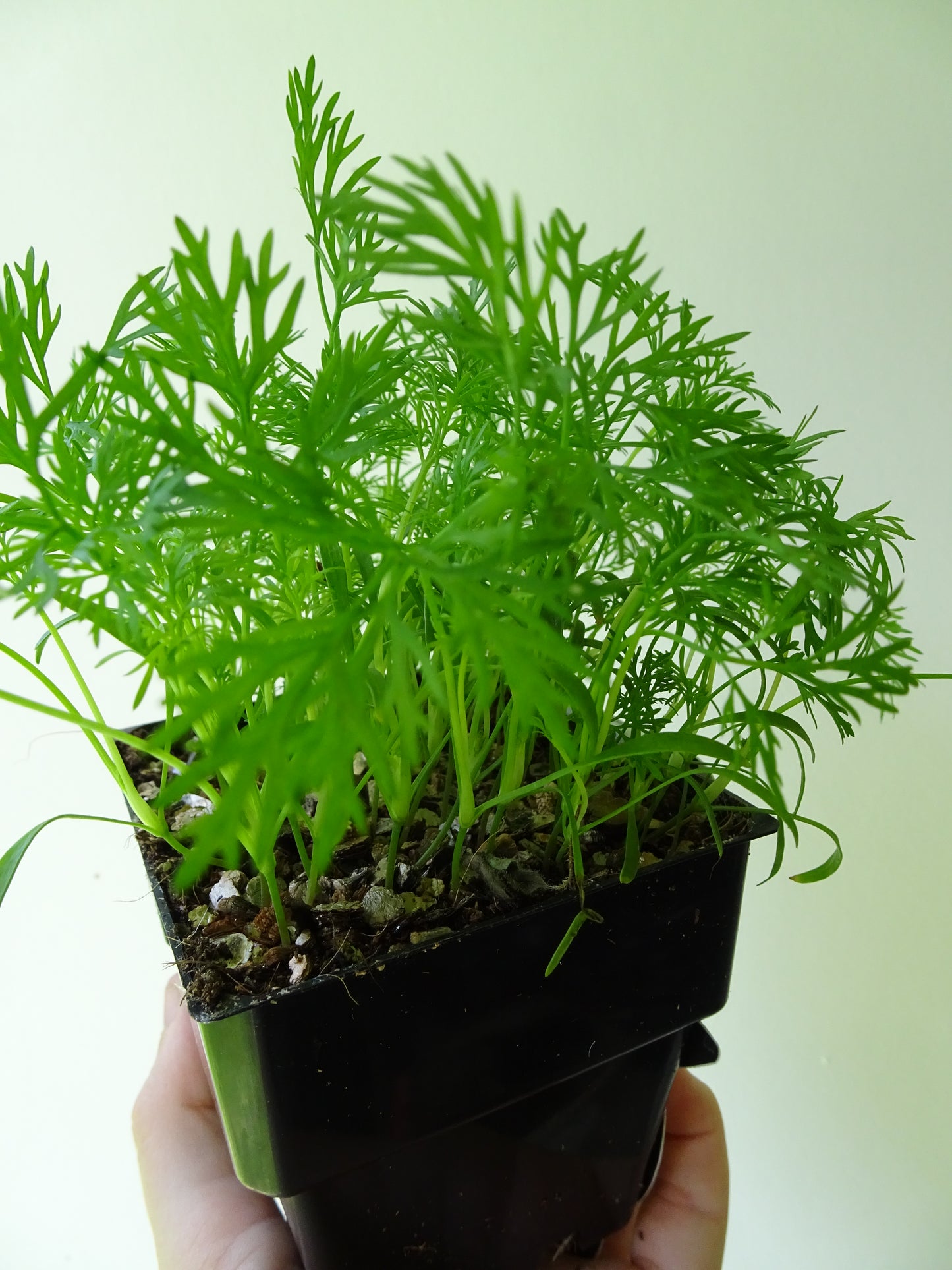 Dill