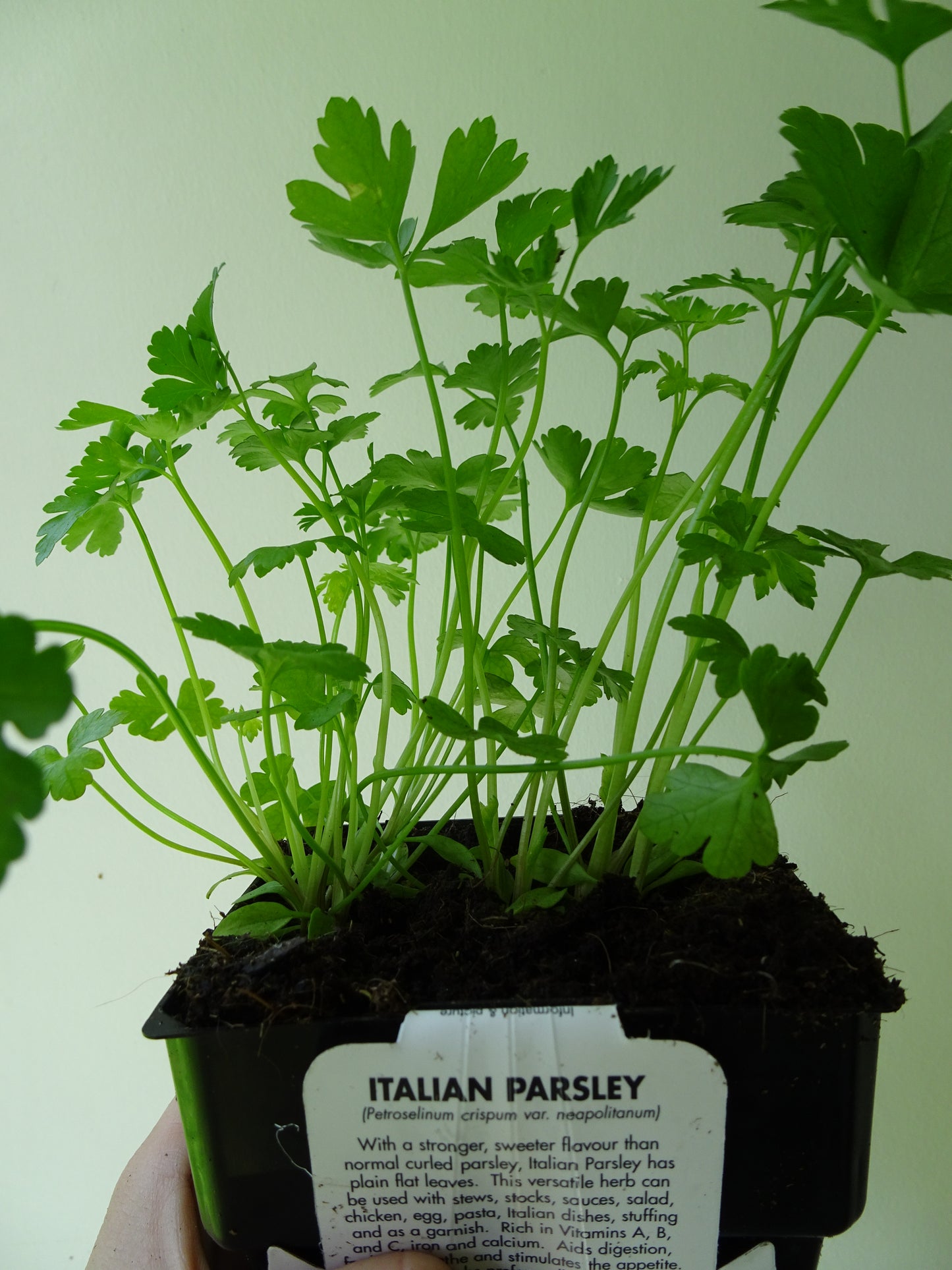 Italian Parsley