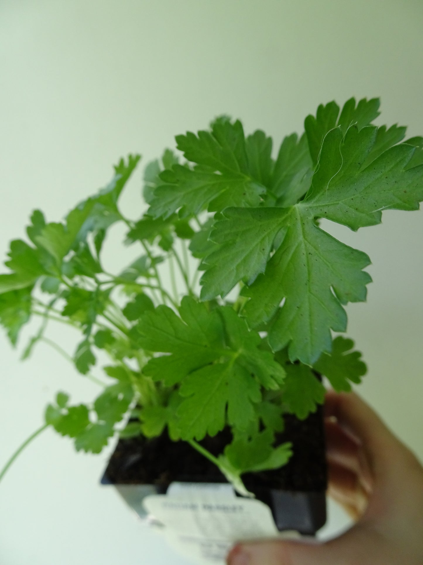 Italian Parsley