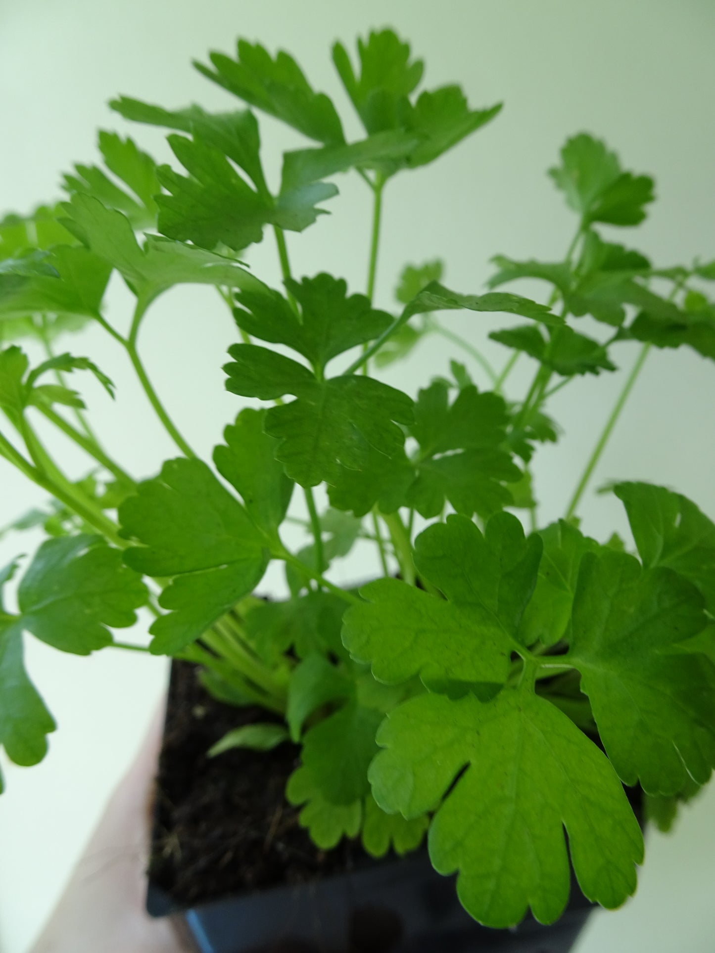 Italian Parsley