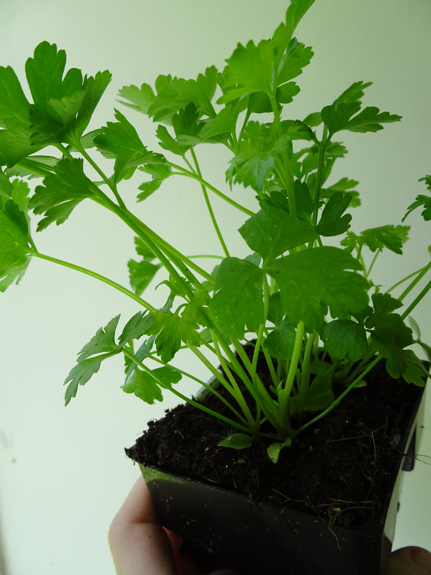 Italian Parsley