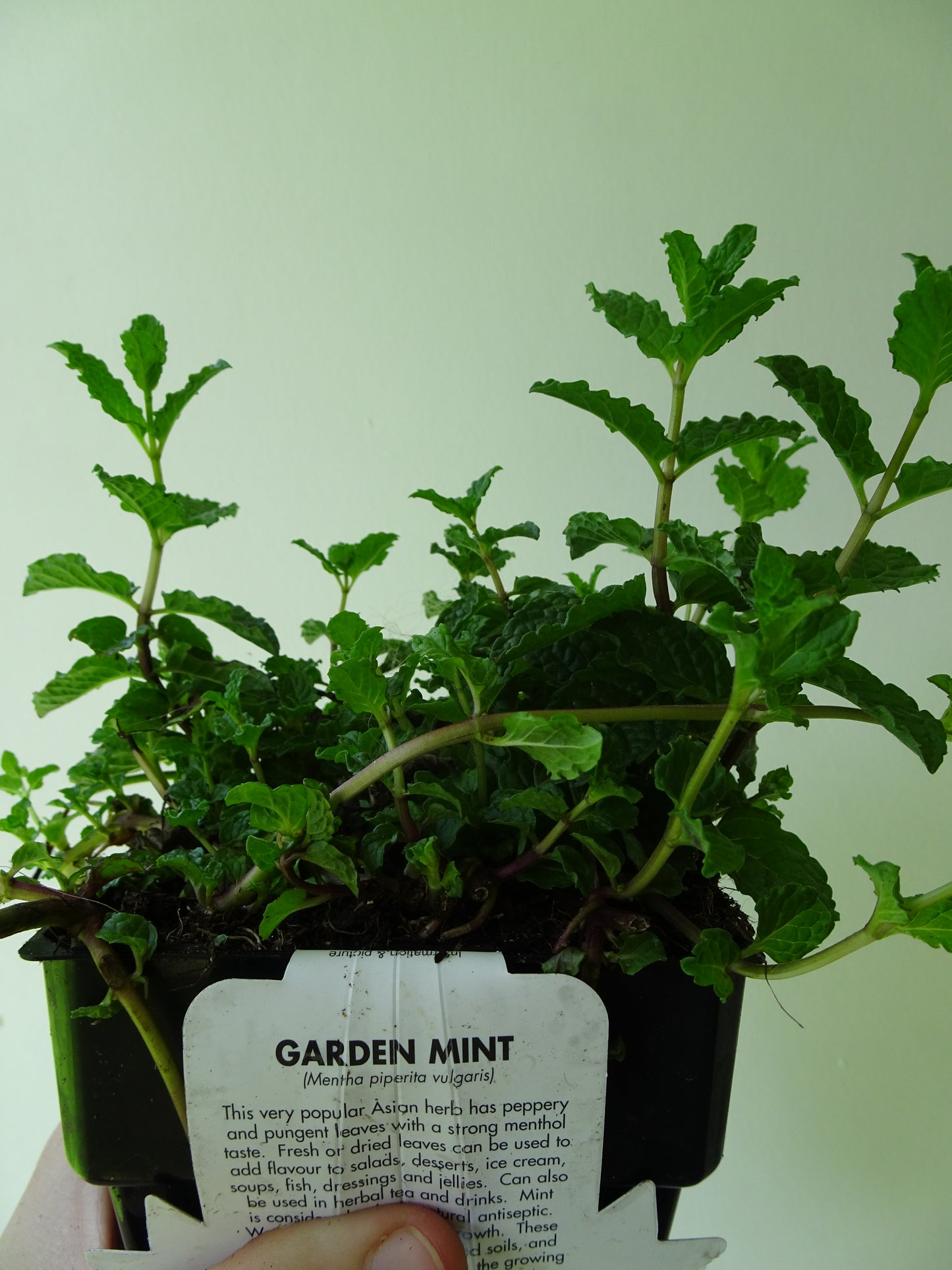 Garden Mint