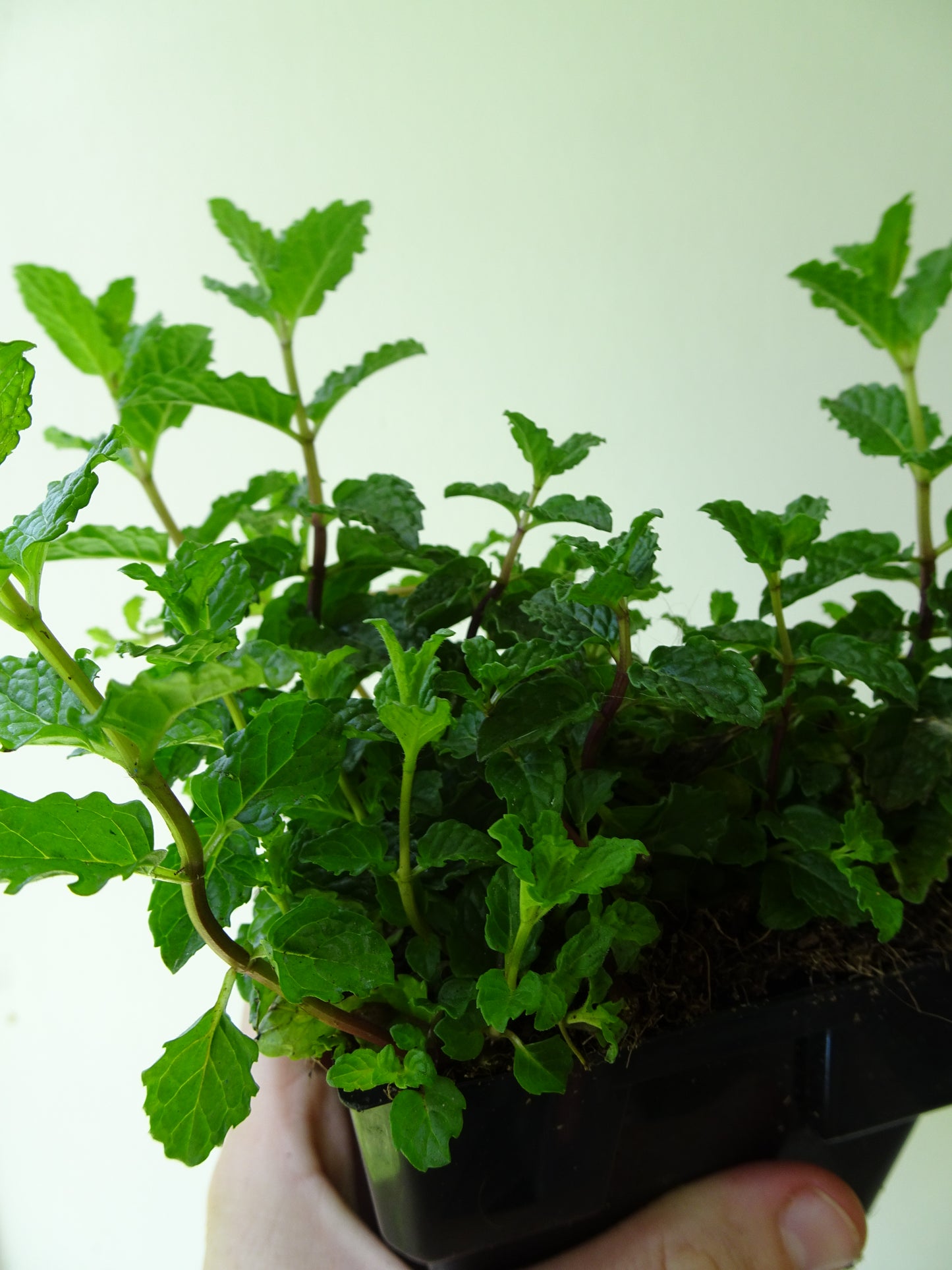 Garden Mint