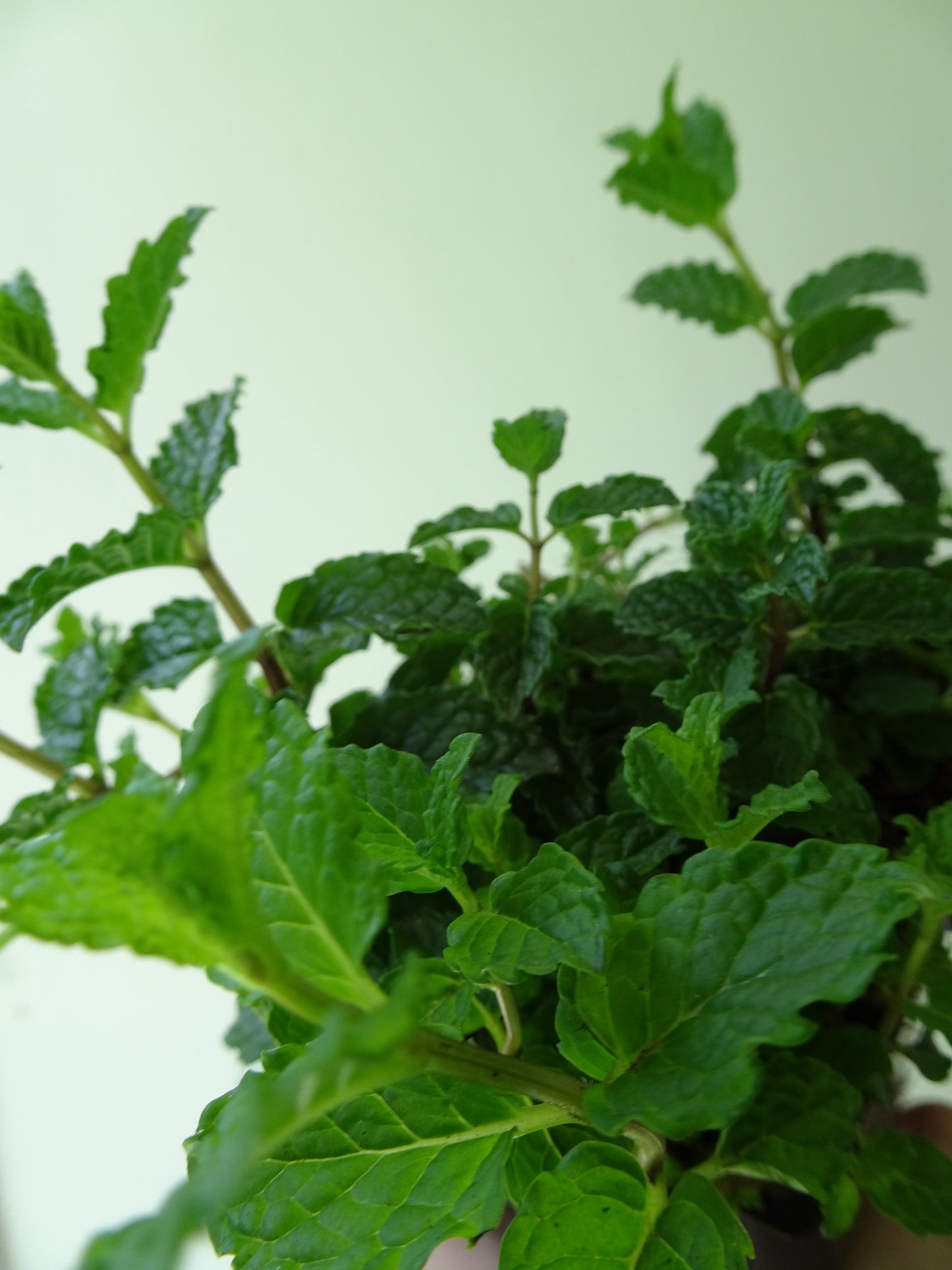 Garden Mint