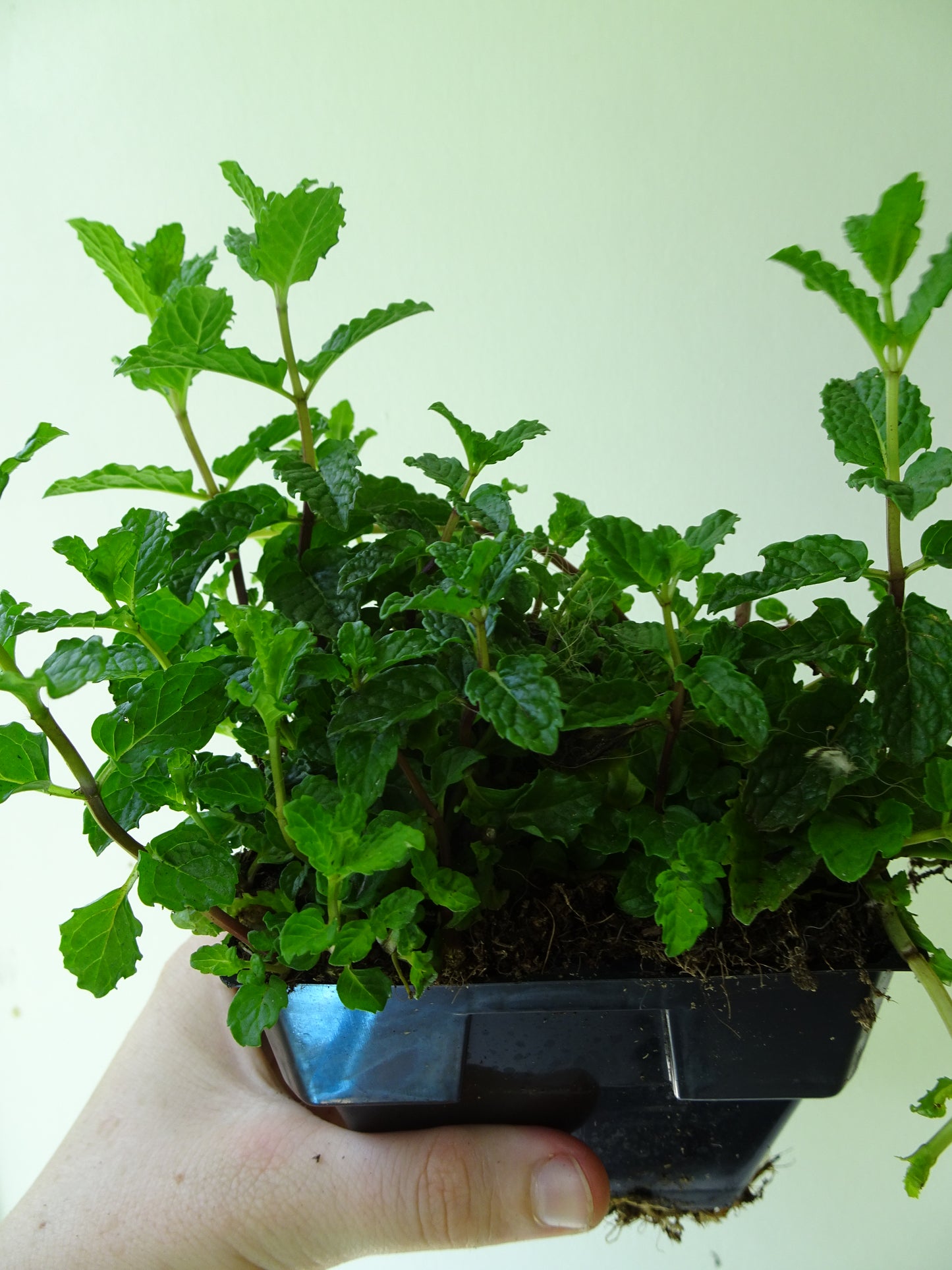 Garden Mint
