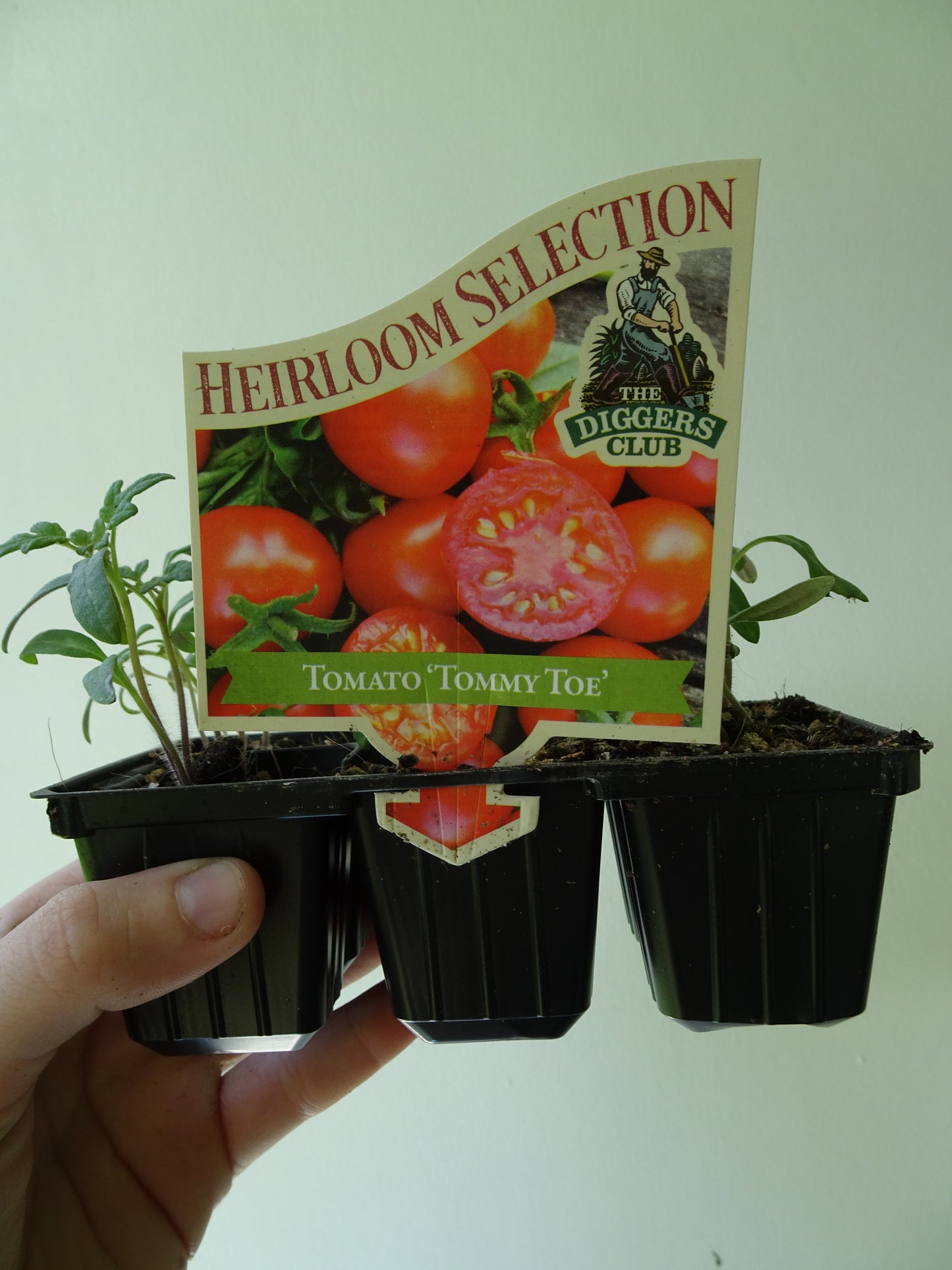 Heirloom Tommy Toe Tomatoes (6)