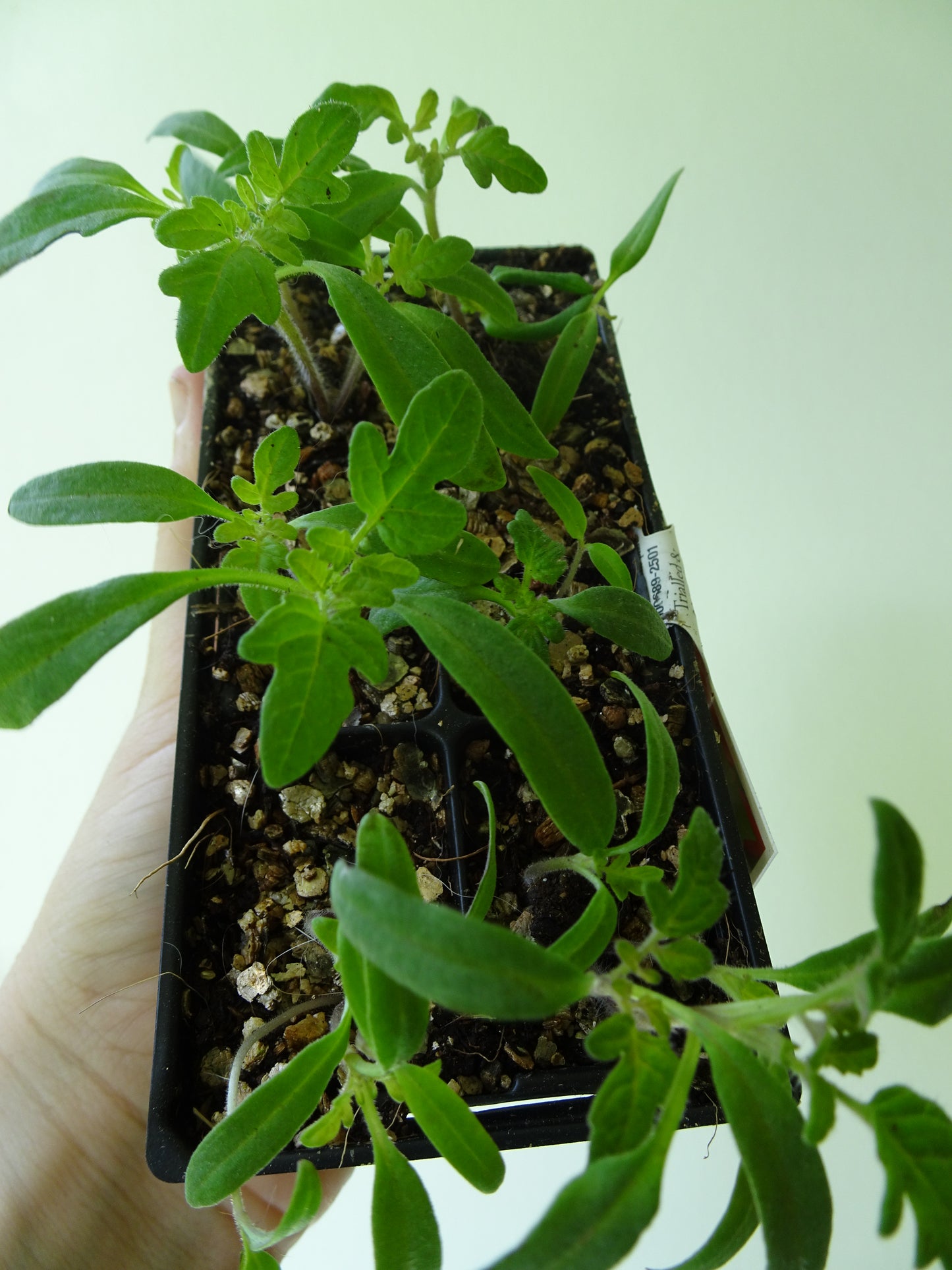 Heirloom Tommy Toe Tomatoes (6)
