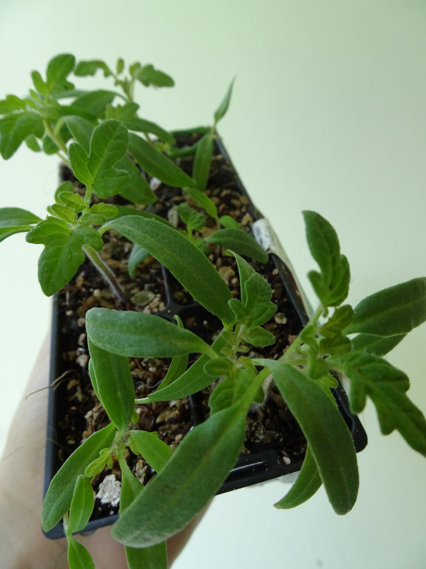 Heirloom Tommy Toe Tomatoes (6)