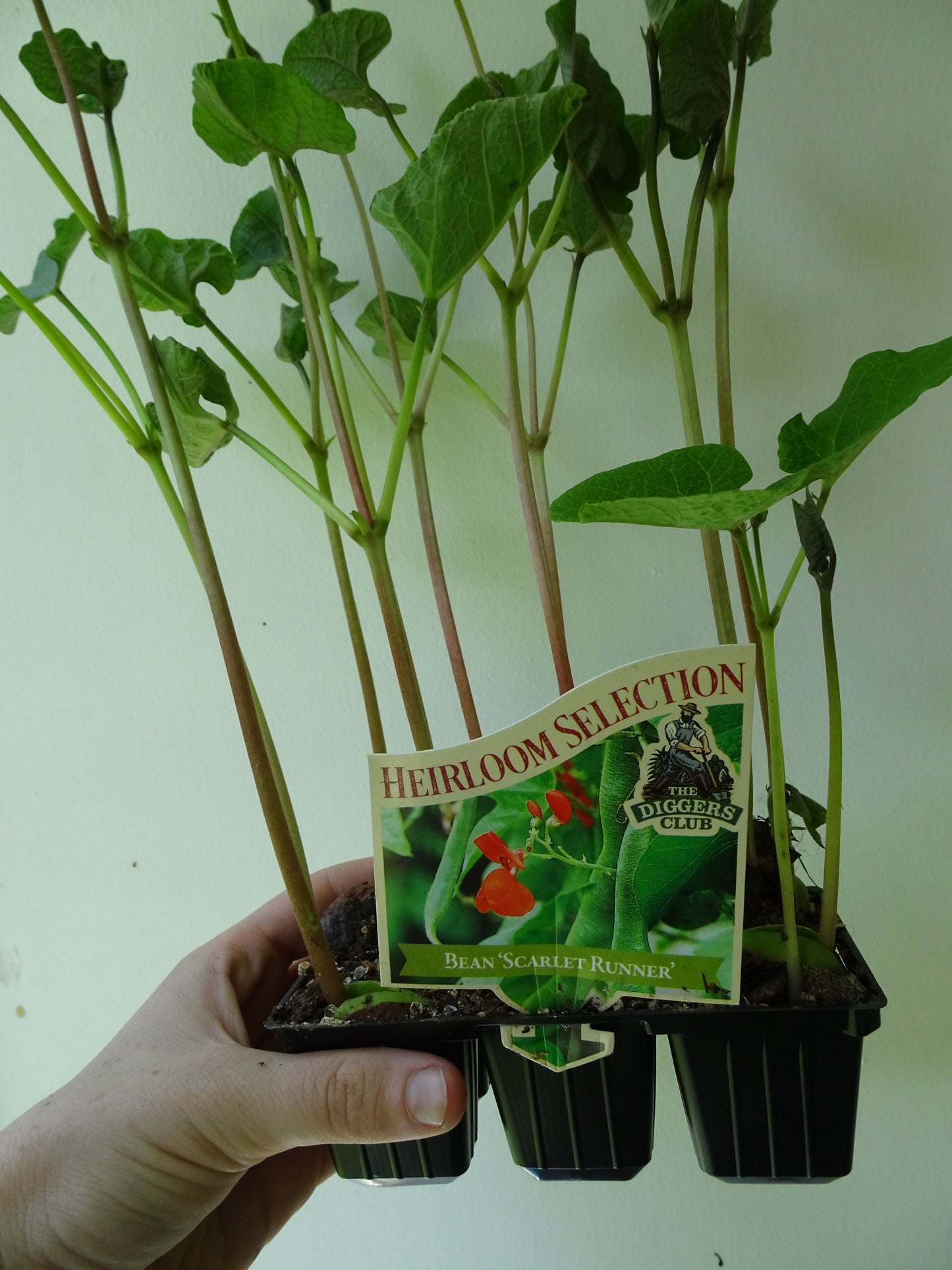 Heirloom Scarlett Runner Beans (6)