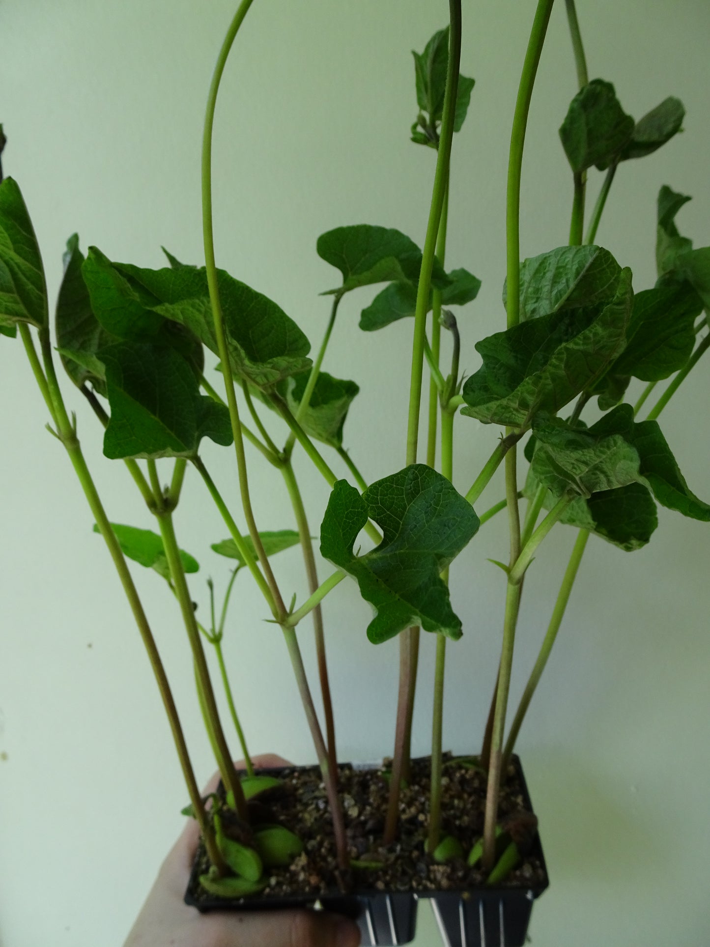 Heirloom Scarlett Runner Beans (6)