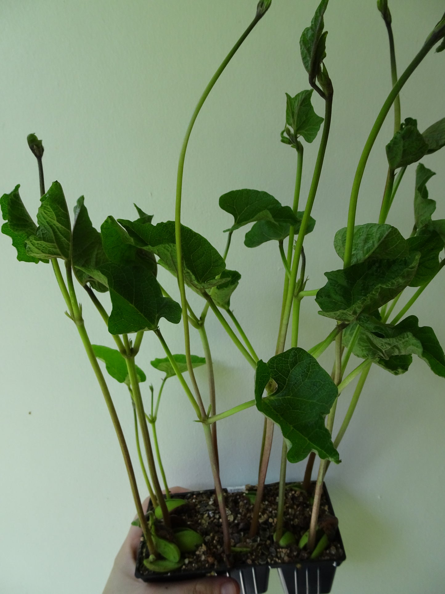 Heirloom Scarlett Runner Beans (6)
