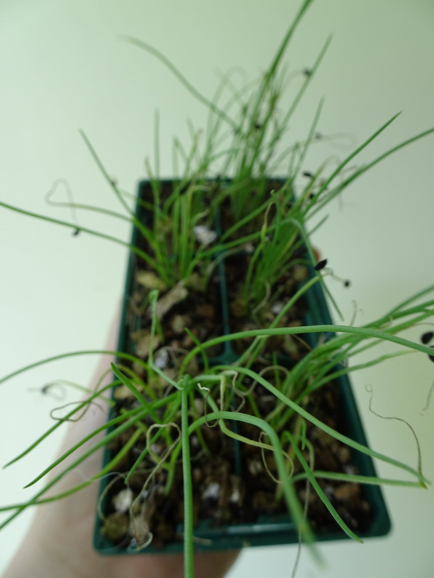 Bunching Shallots (6)