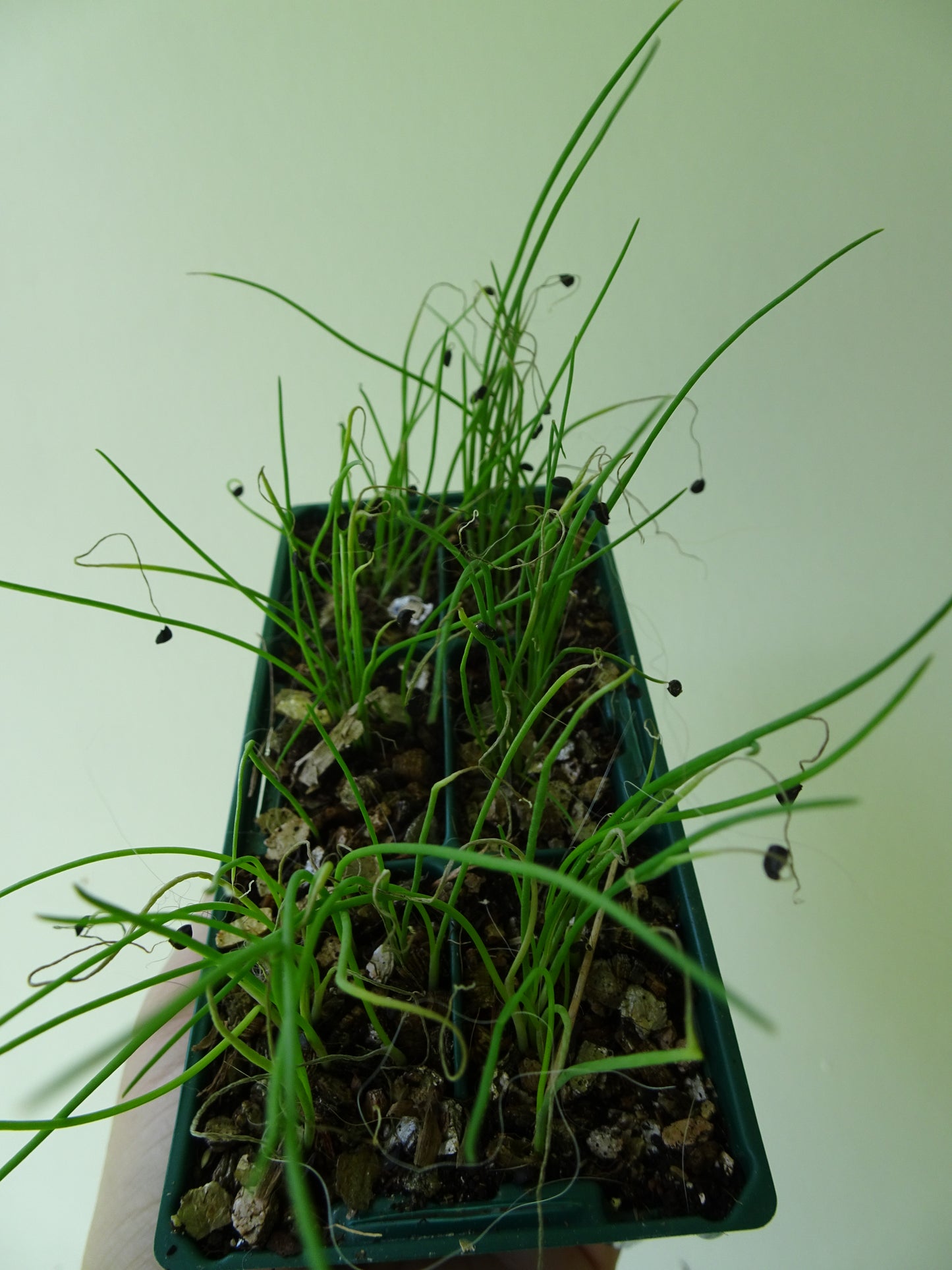 Bunching Shallots (6)