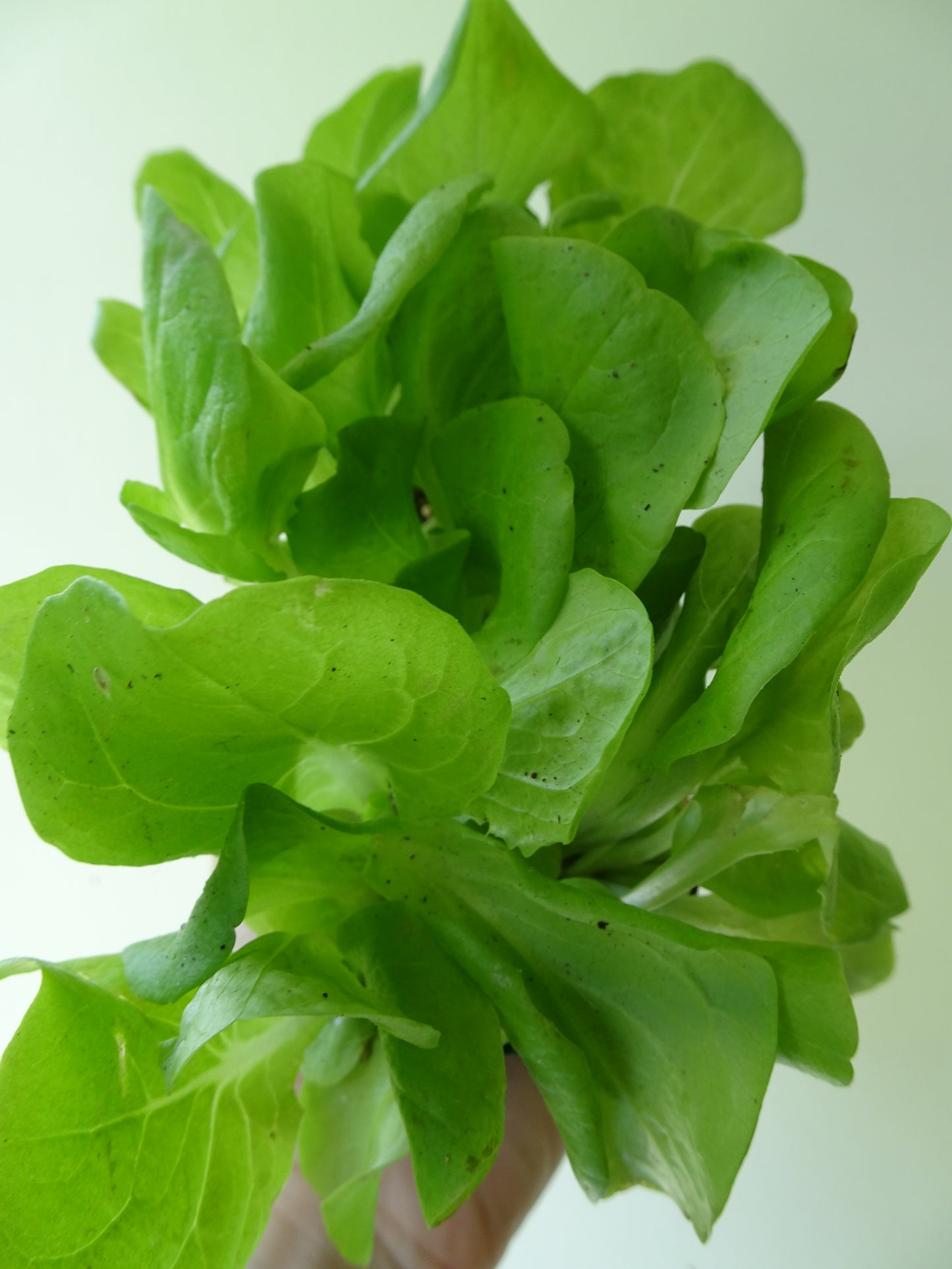 Migonette Lettuce- Green (6)
