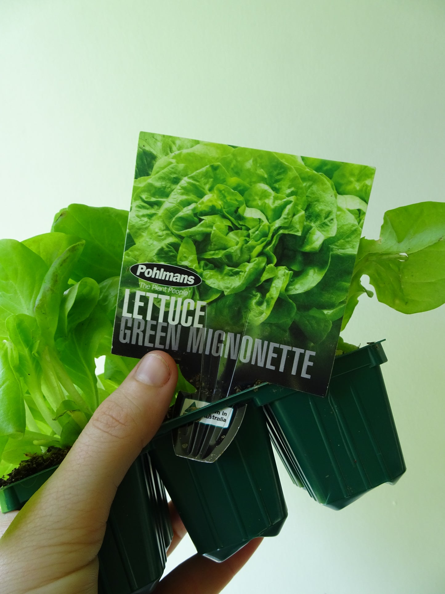 Migonette Lettuce- Green (6)