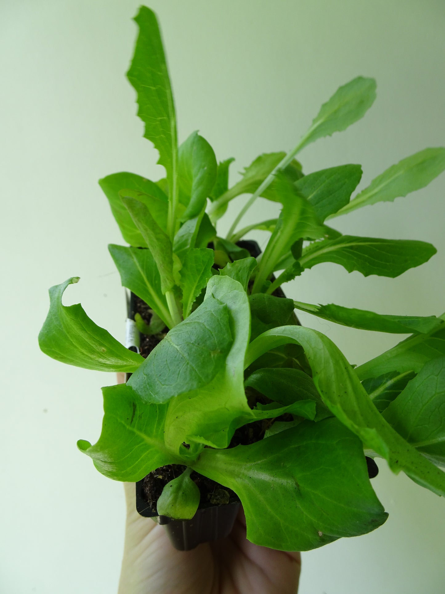 Heirloom Lettuce-Italian Lollo (6)