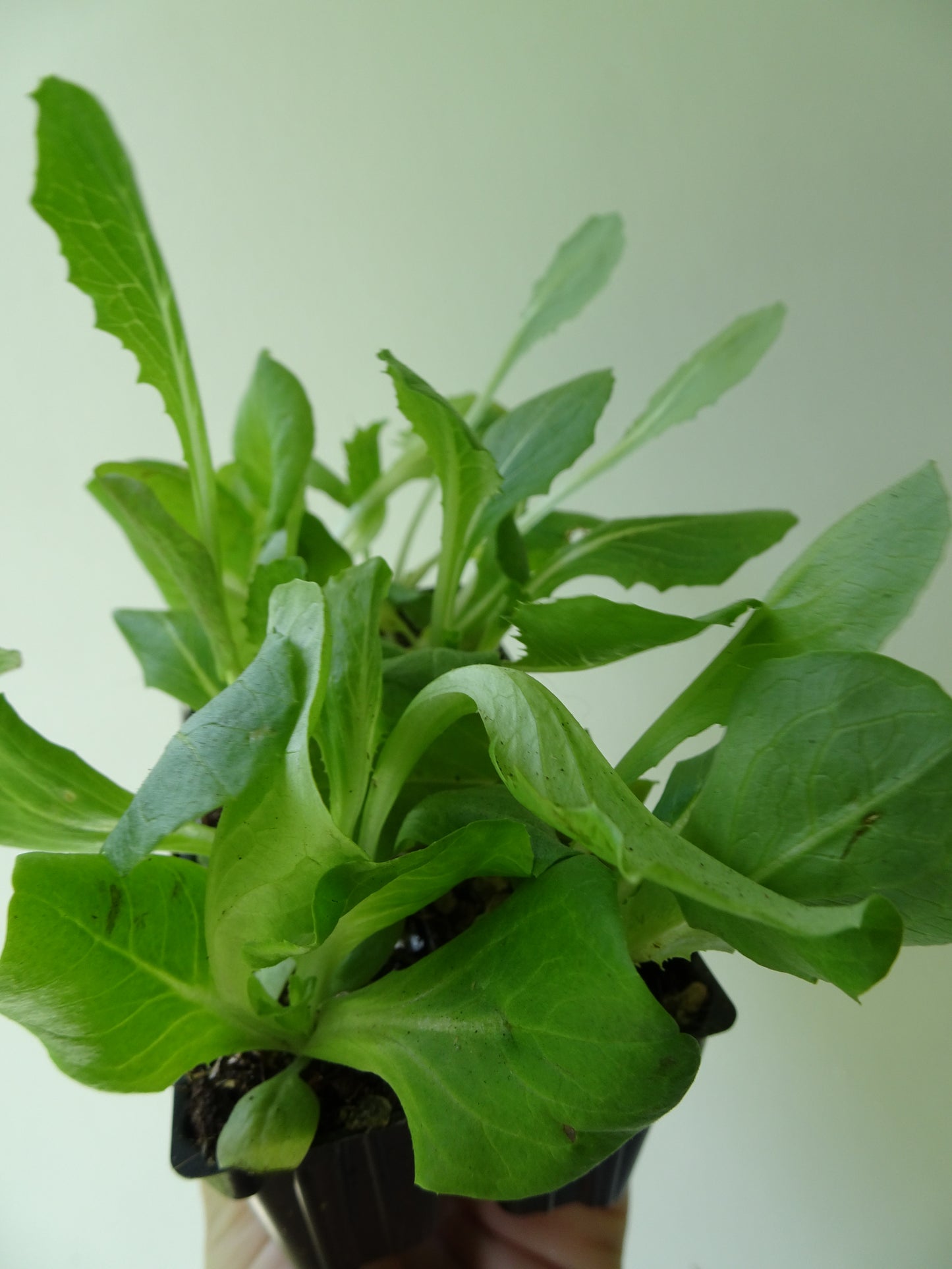 Heirloom Lettuce-Italian Lollo (6)