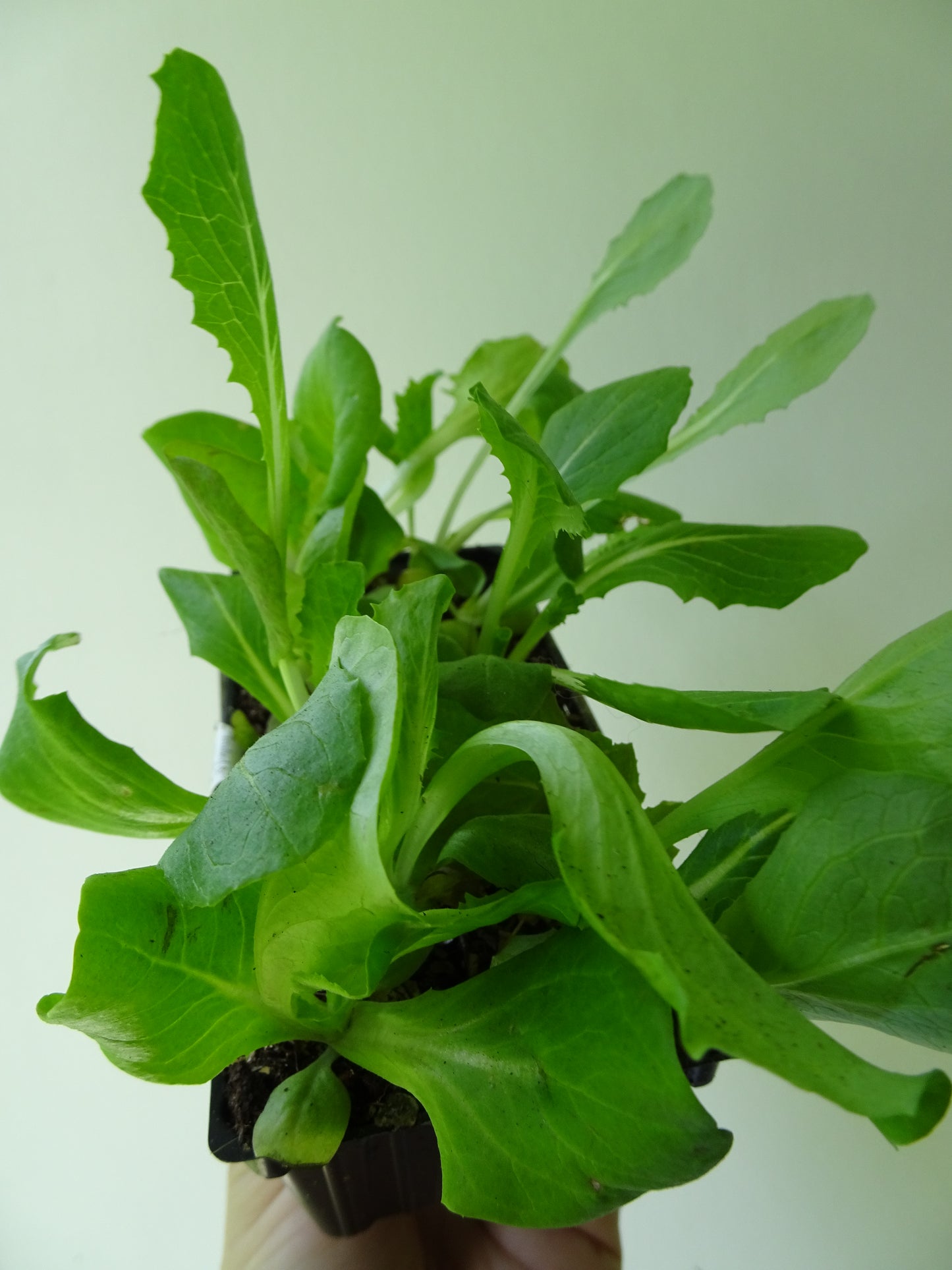 Heirloom Lettuce-Italian Lollo (6)