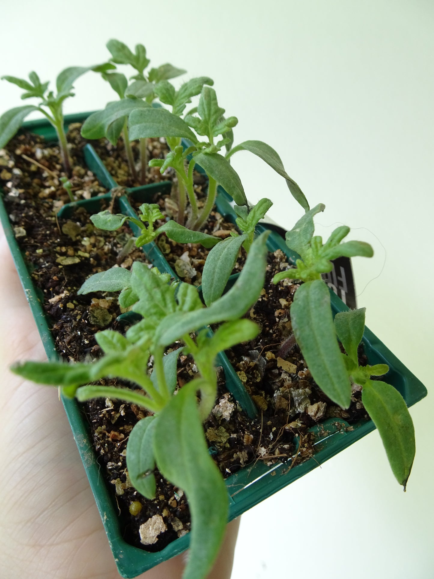 First Prize Tomato (6)