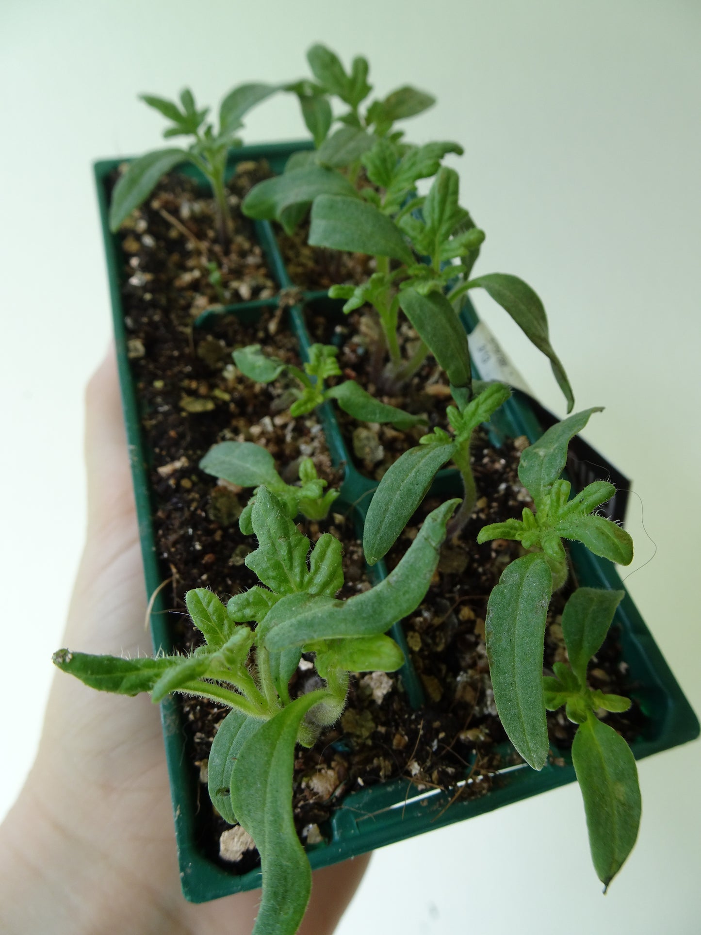 First Prize Tomato (6)