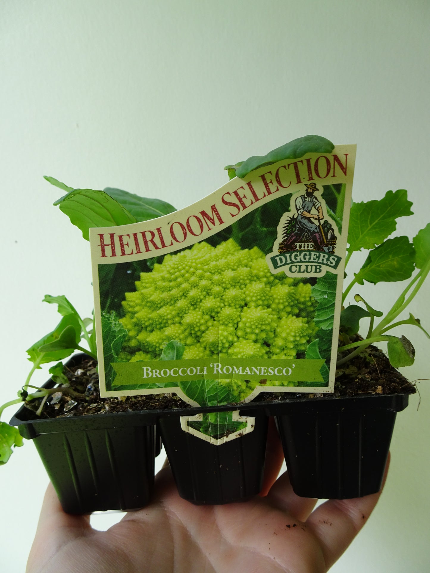 Heirloom Broccoli Romanesco (6)