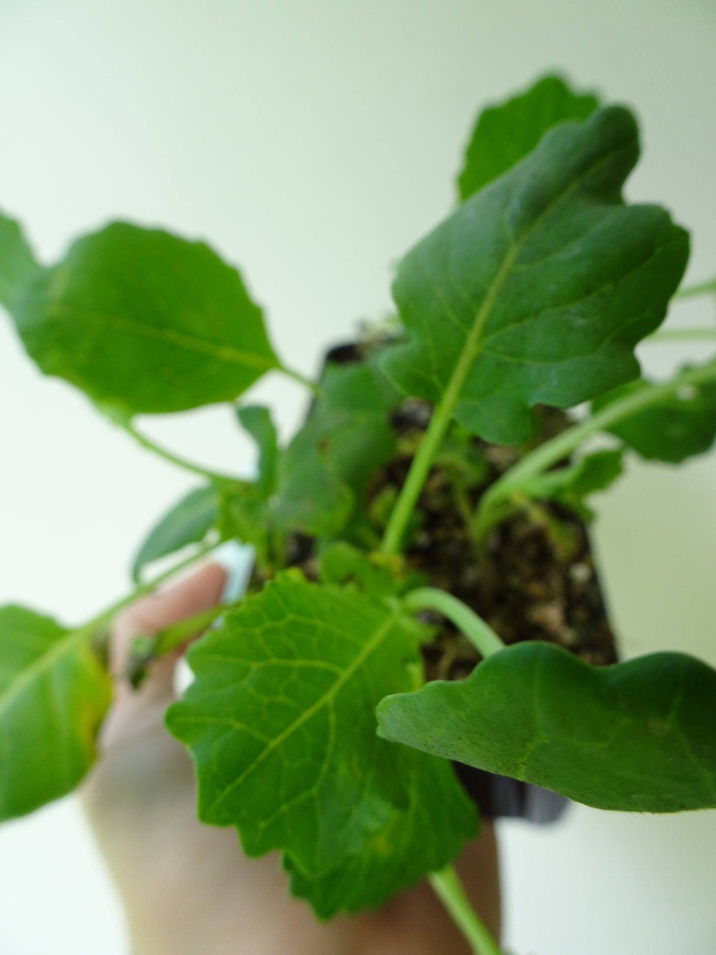 Heirloom Broccoli Romanesco (6)