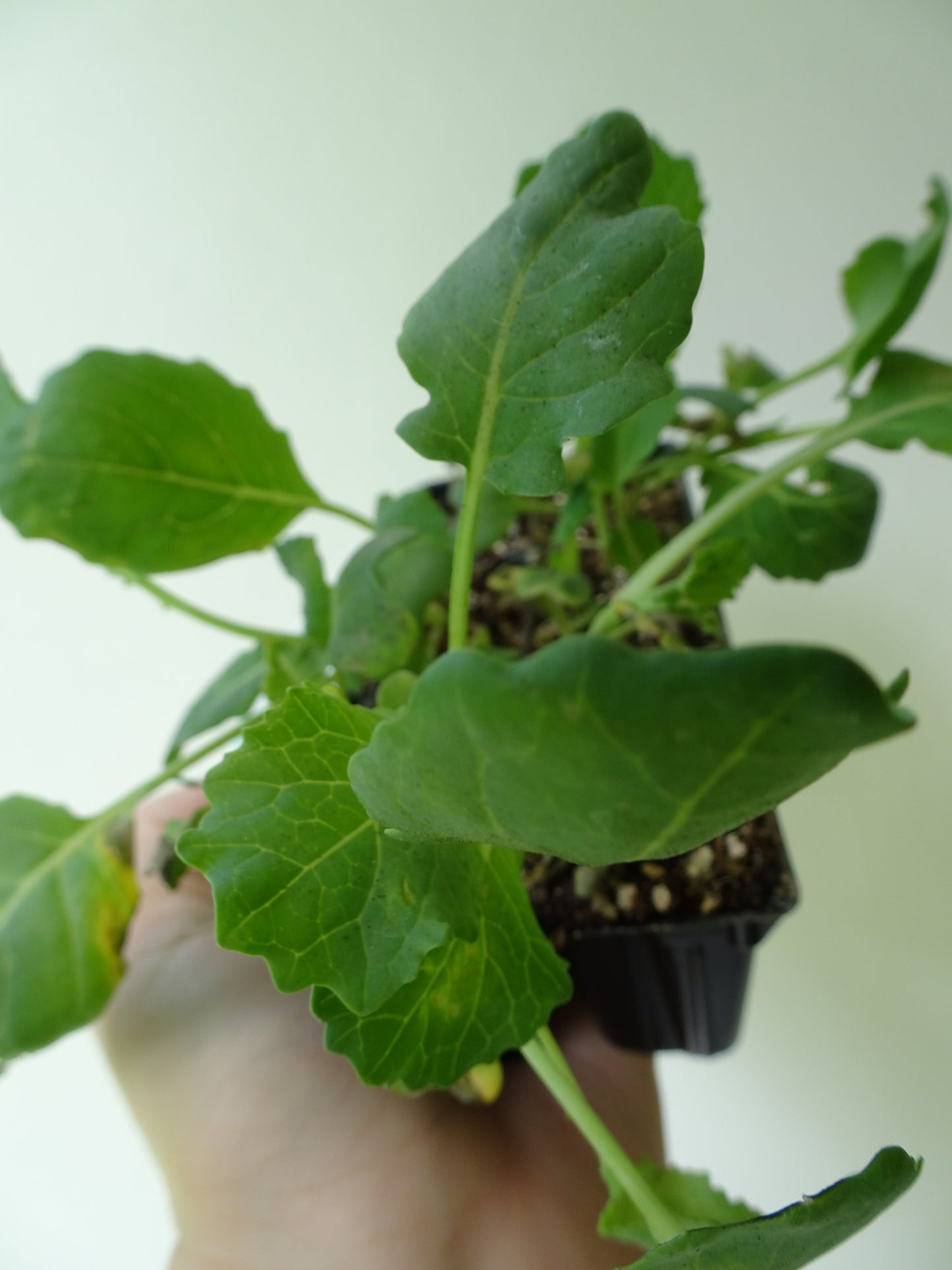 Heirloom Broccoli Romanesco (6)