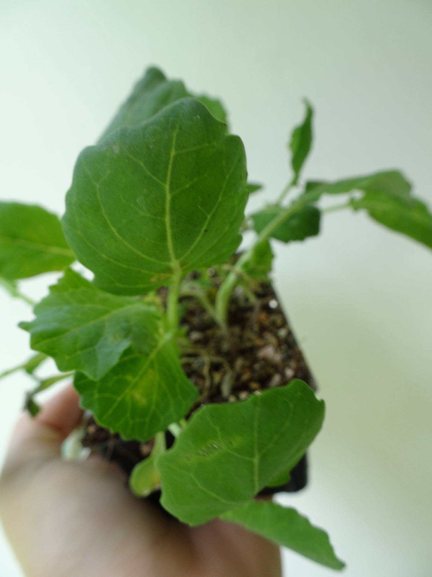 Heirloom Broccoli Romanesco (6)