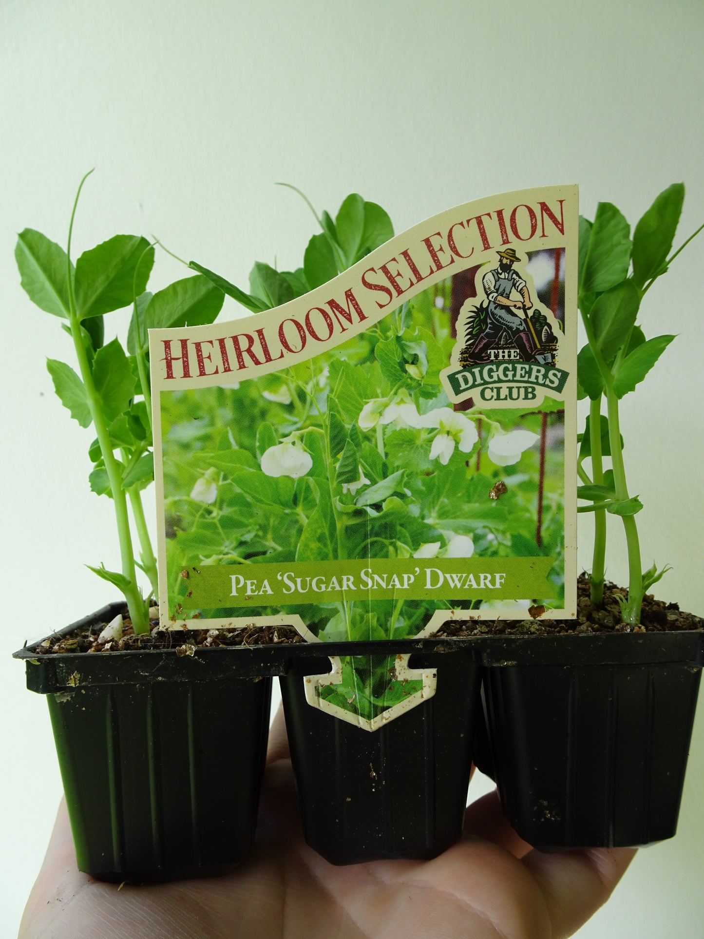 Heirloom Pea Sugar Snap Dwarf (6)