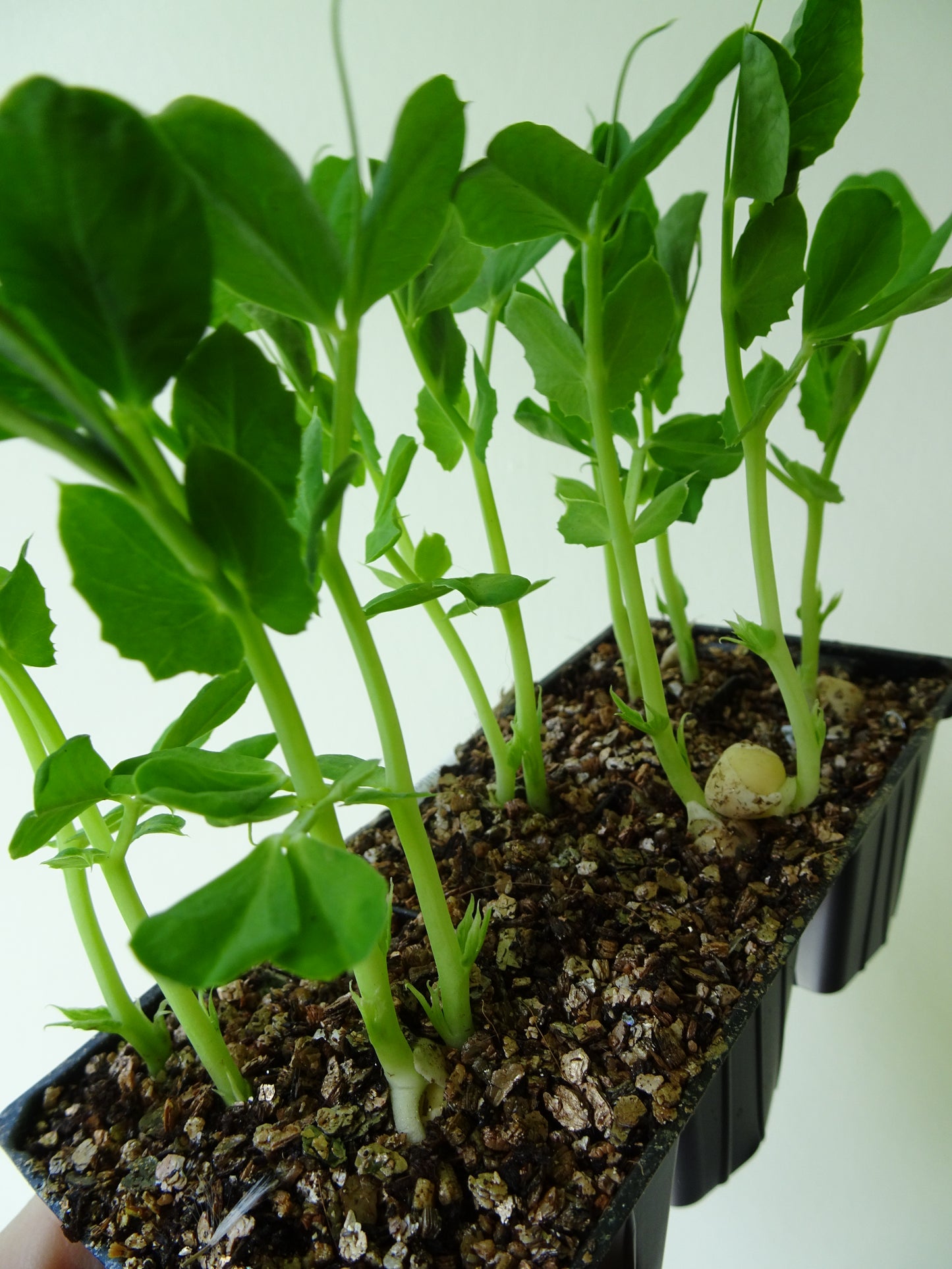 Heirloom Pea Sugar Snap Dwarf (6)