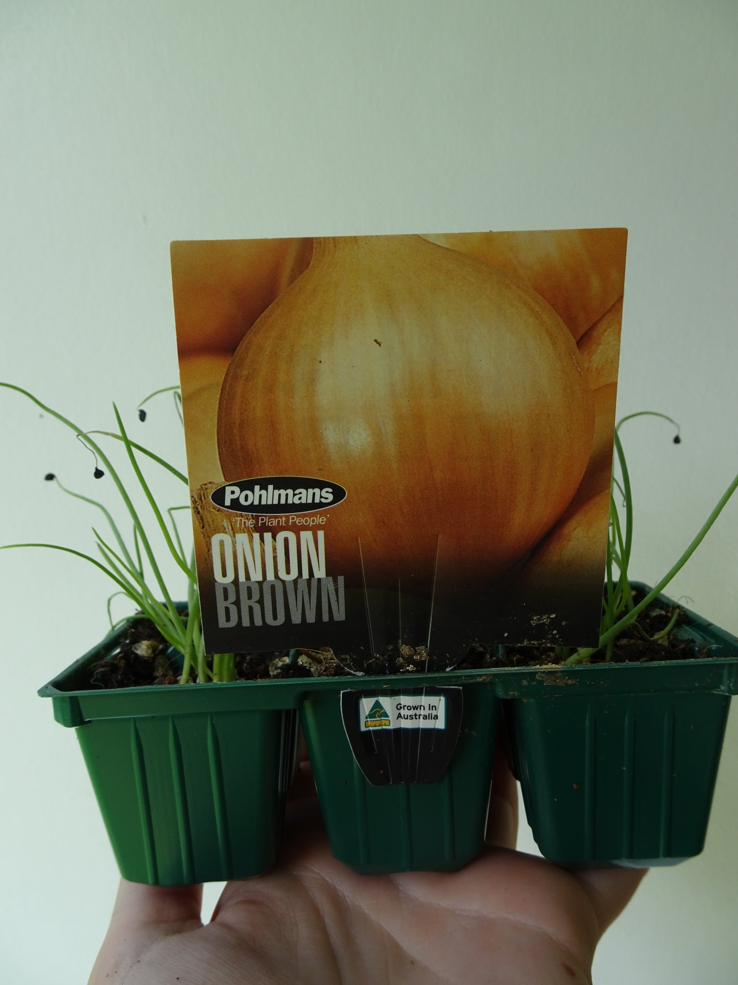 Brown Onion (6)