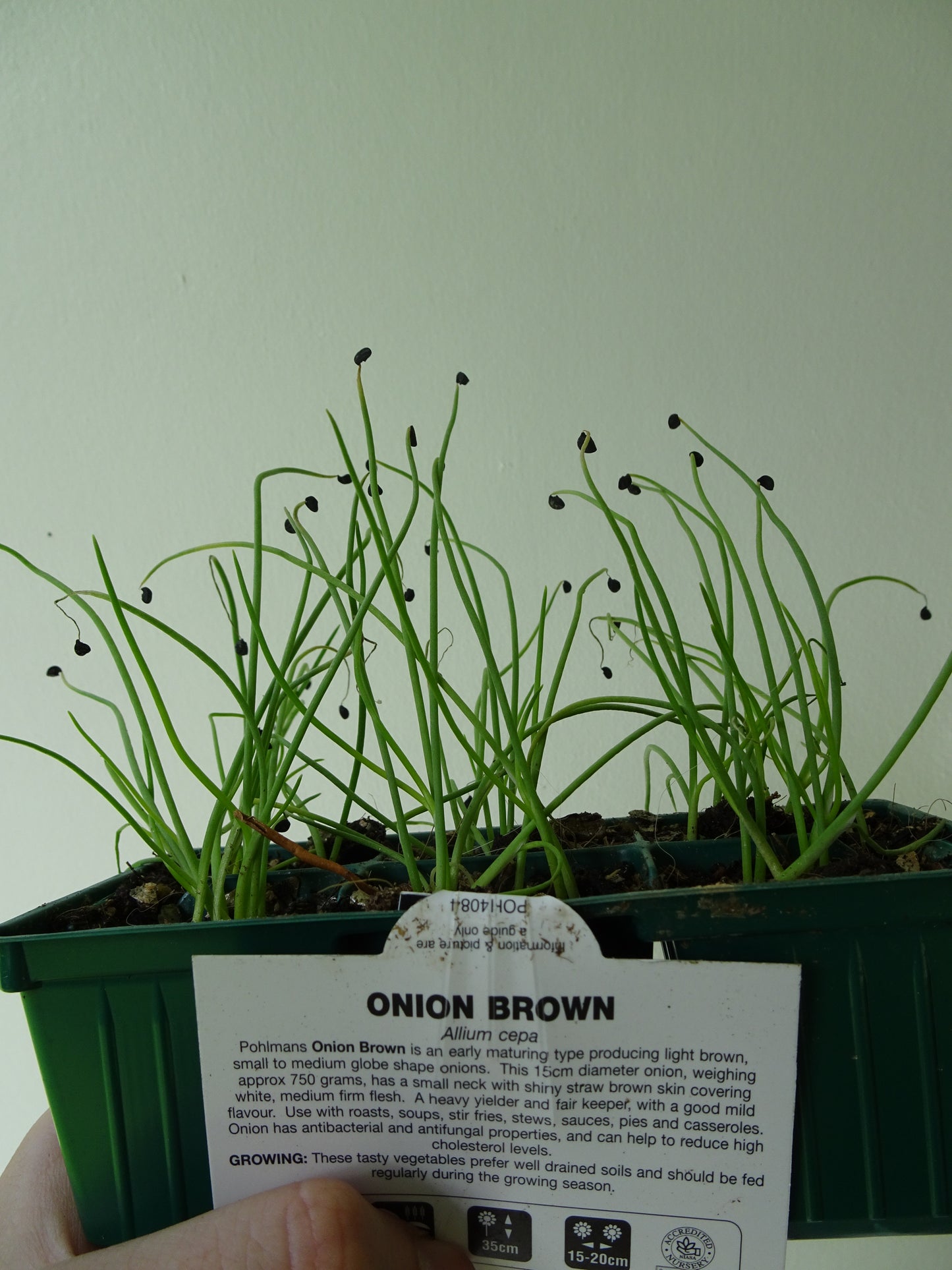 Brown Onion (6)