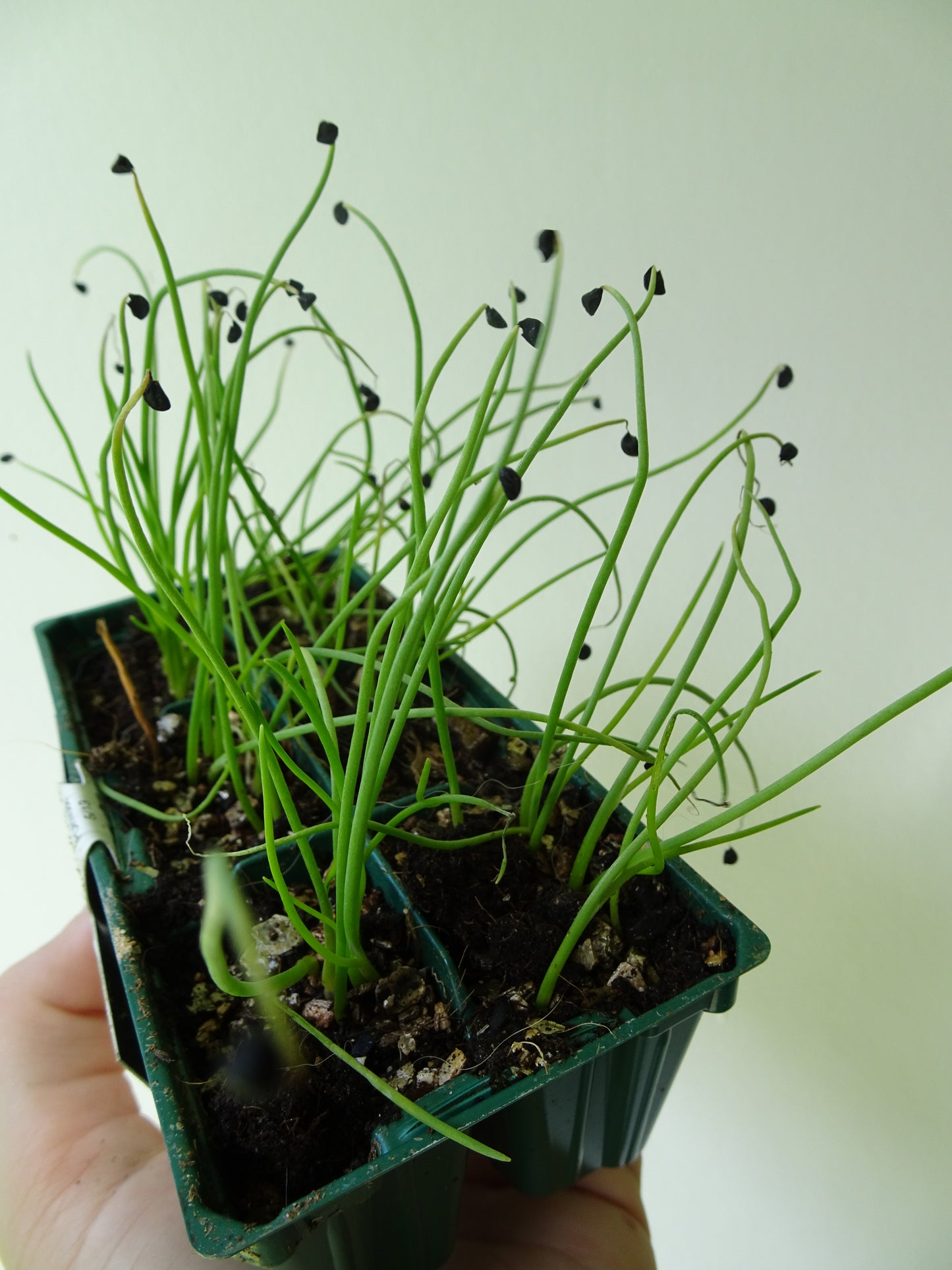 Brown Onion (6)