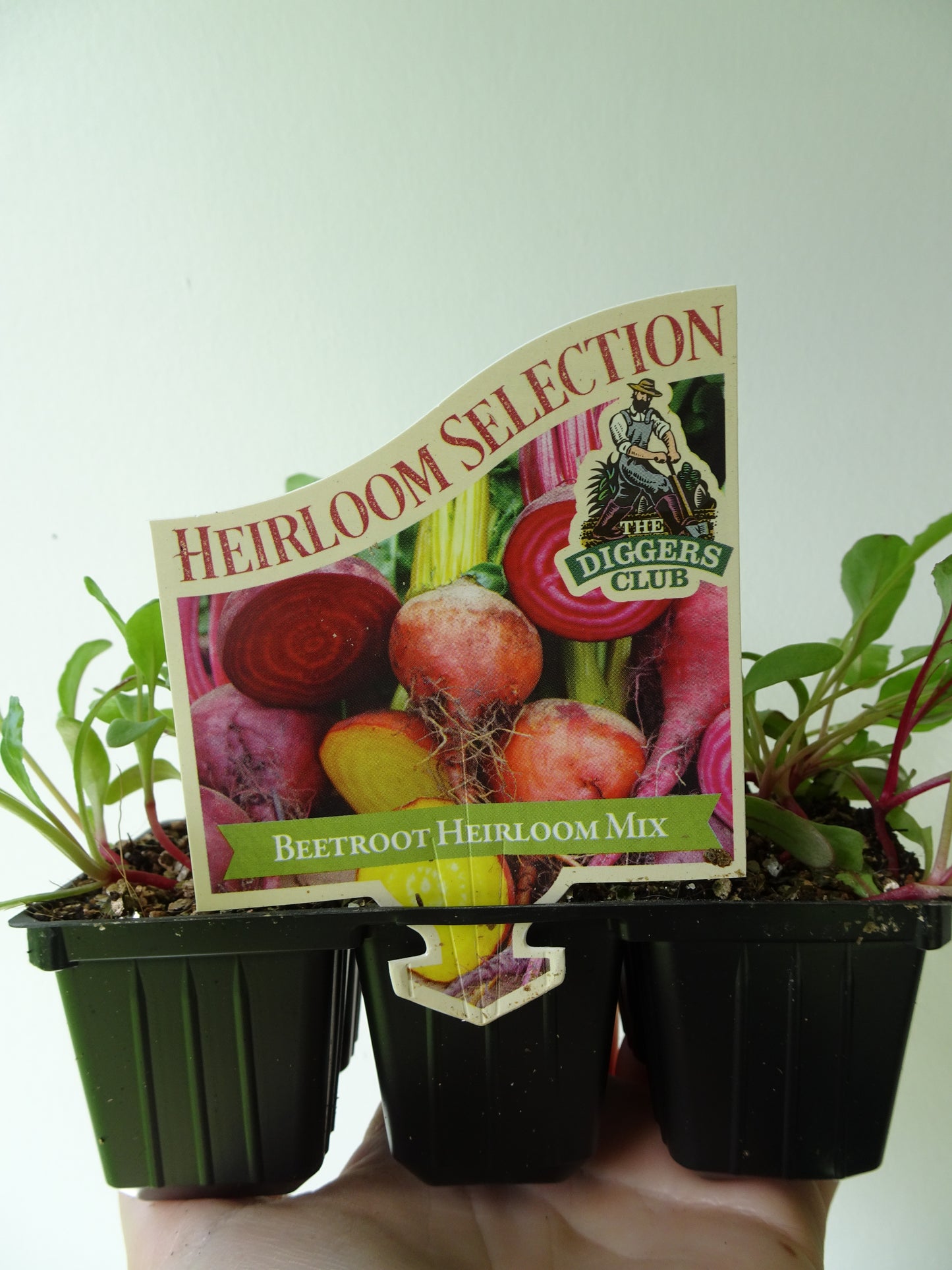 Heirloom Beetroot (6)