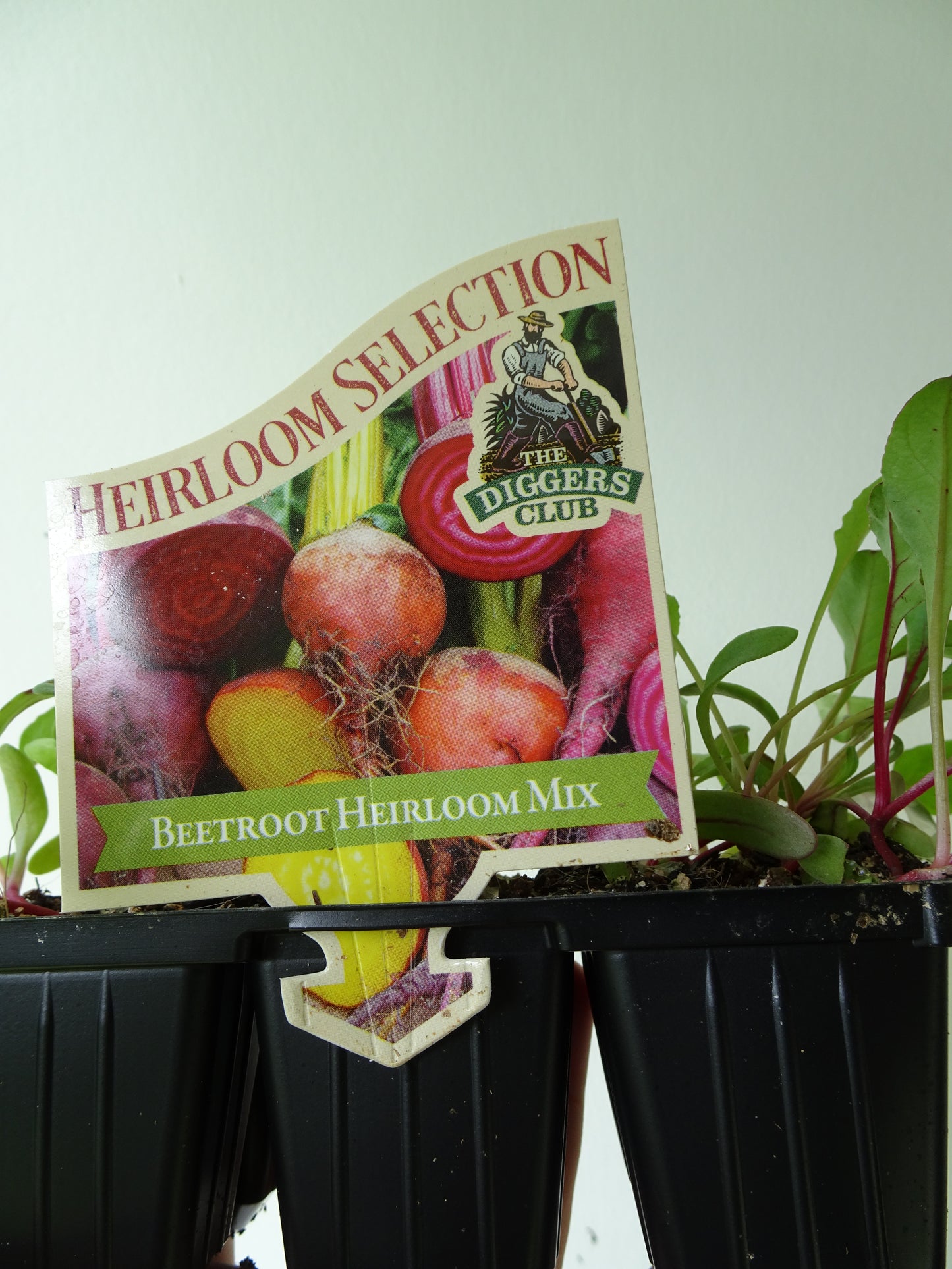Heirloom Beetroot (6)