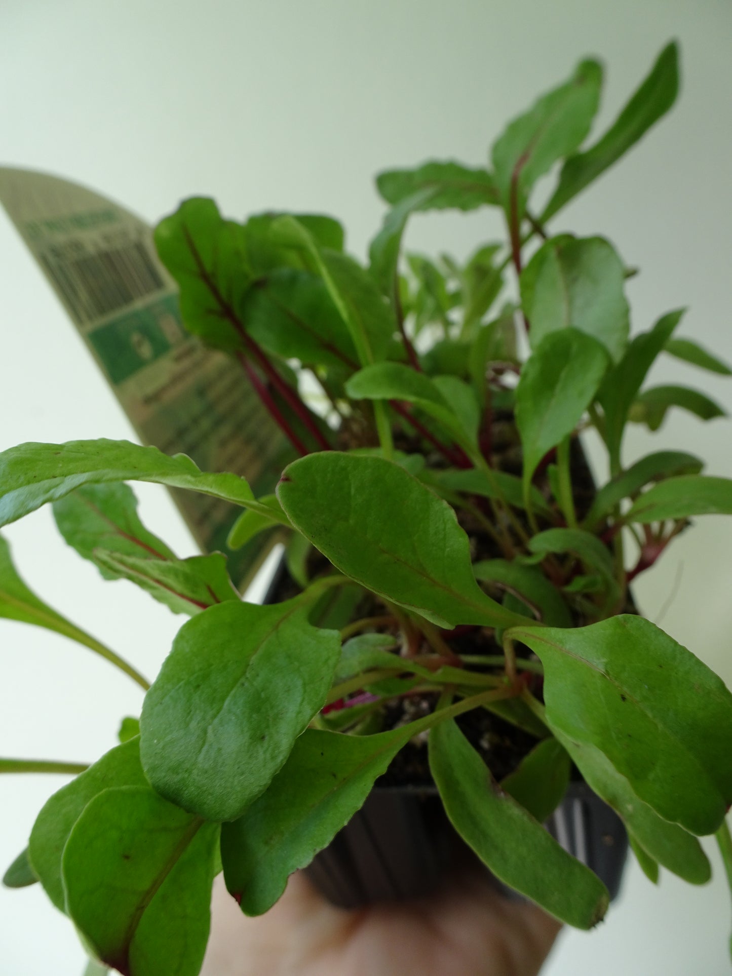 Heirloom Beetroot (6)