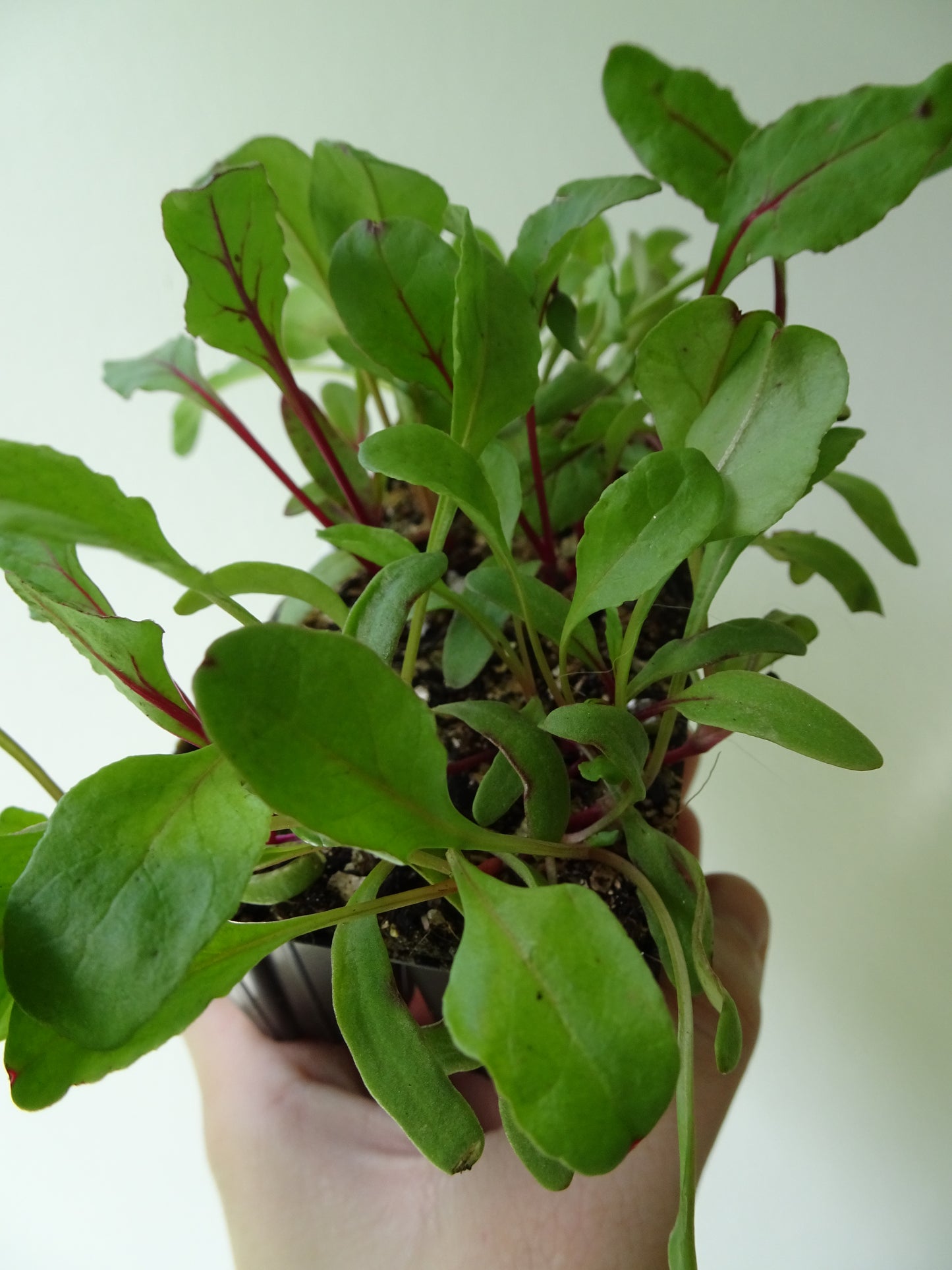 Heirloom Beetroot (6)