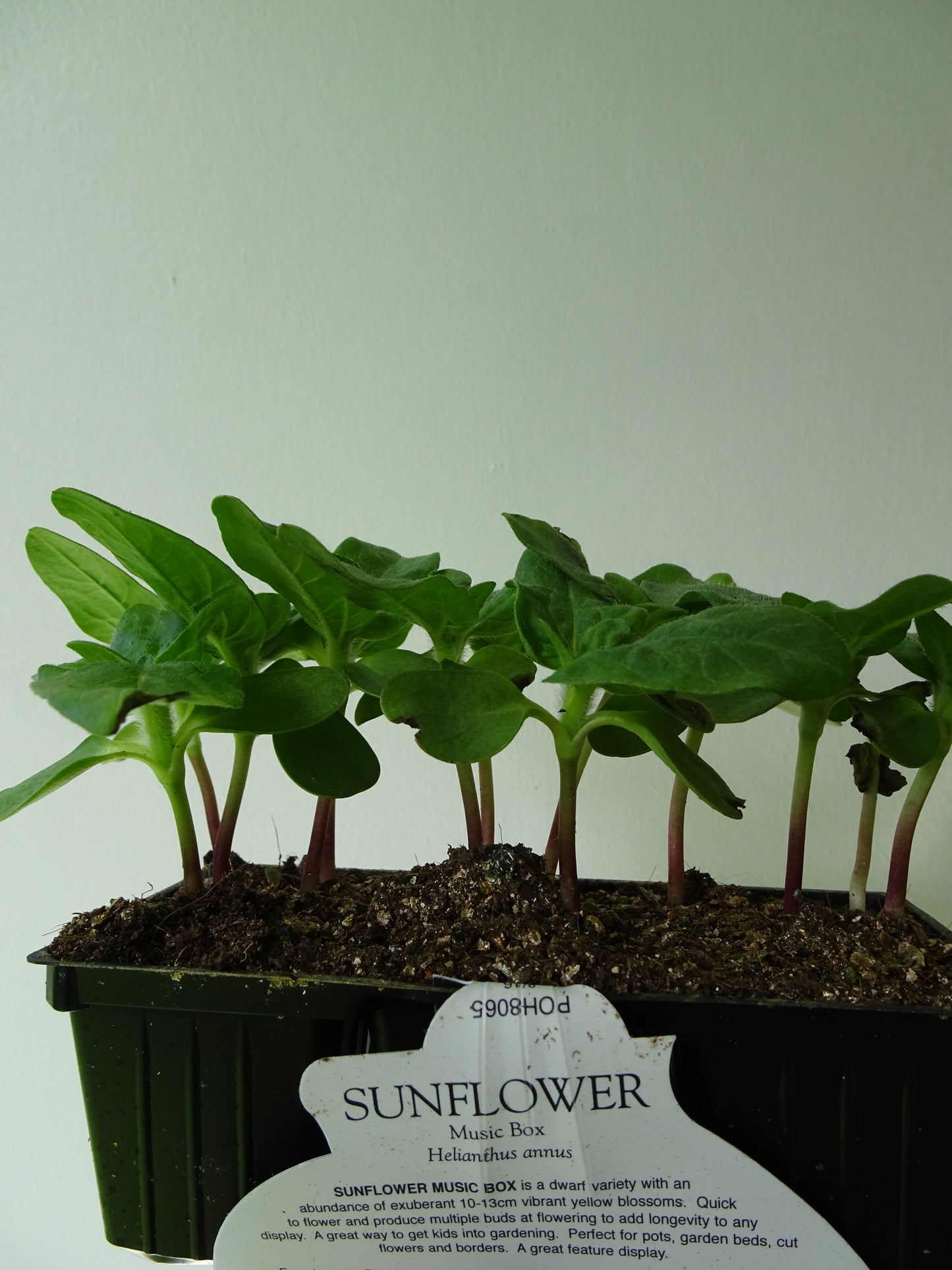 Sunflower Music Box (6)