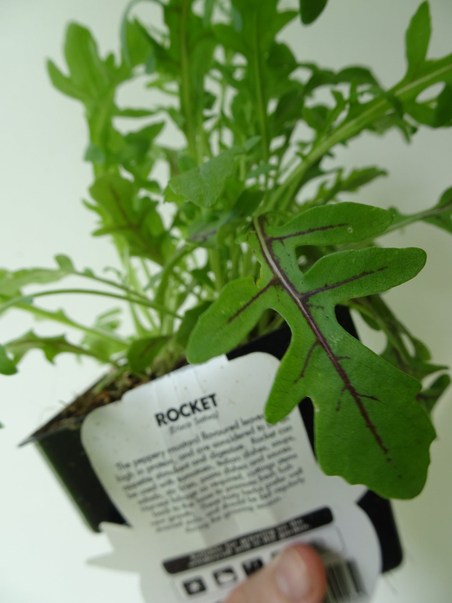 Rocket Pot