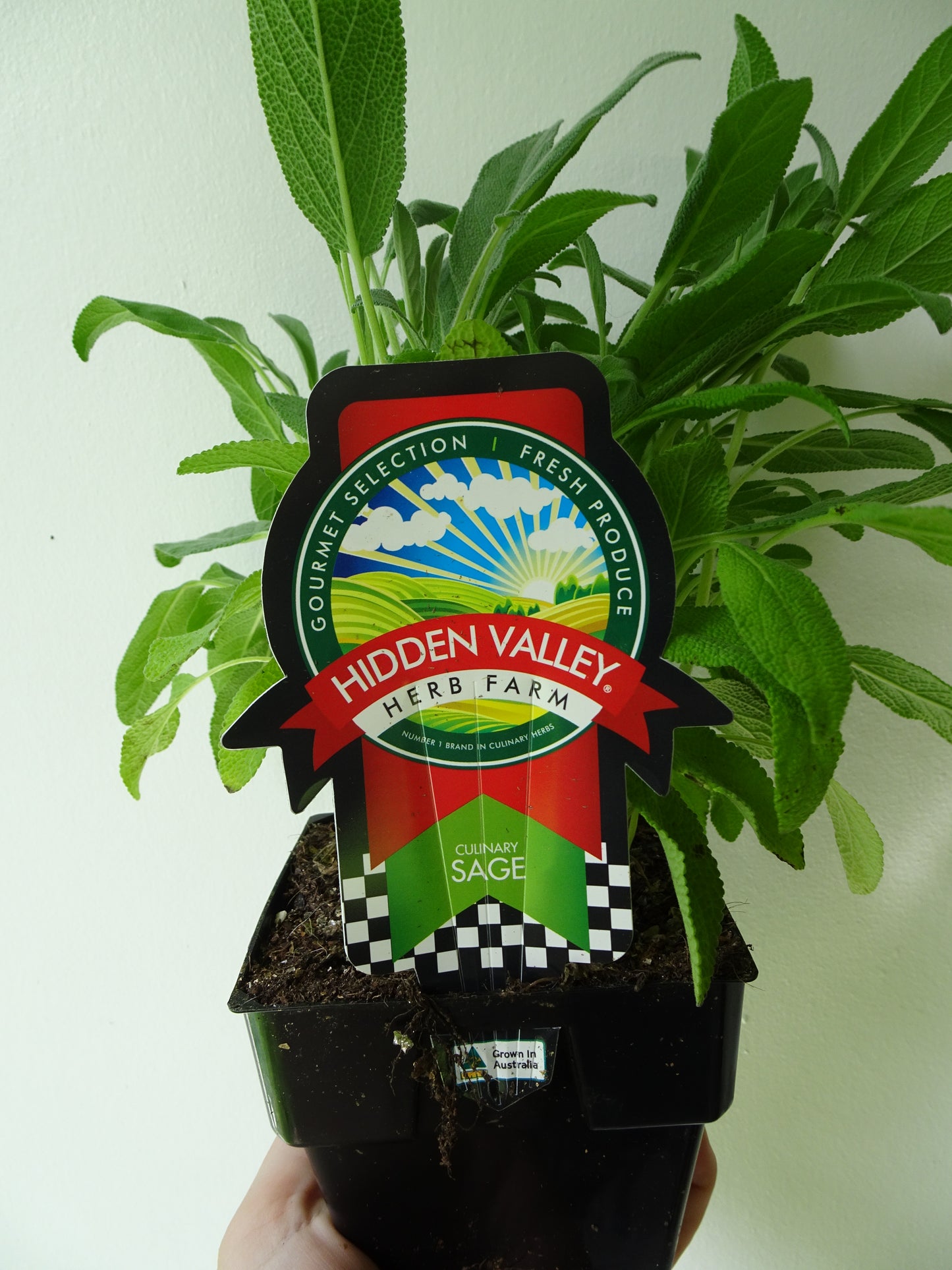 Sage Pot