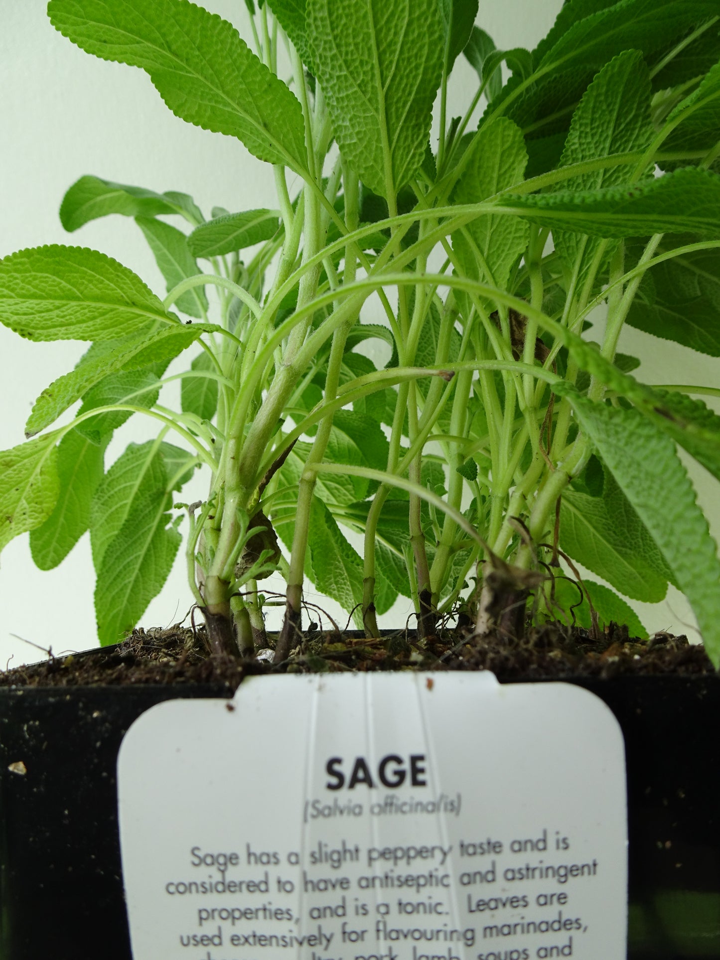 Sage Pot