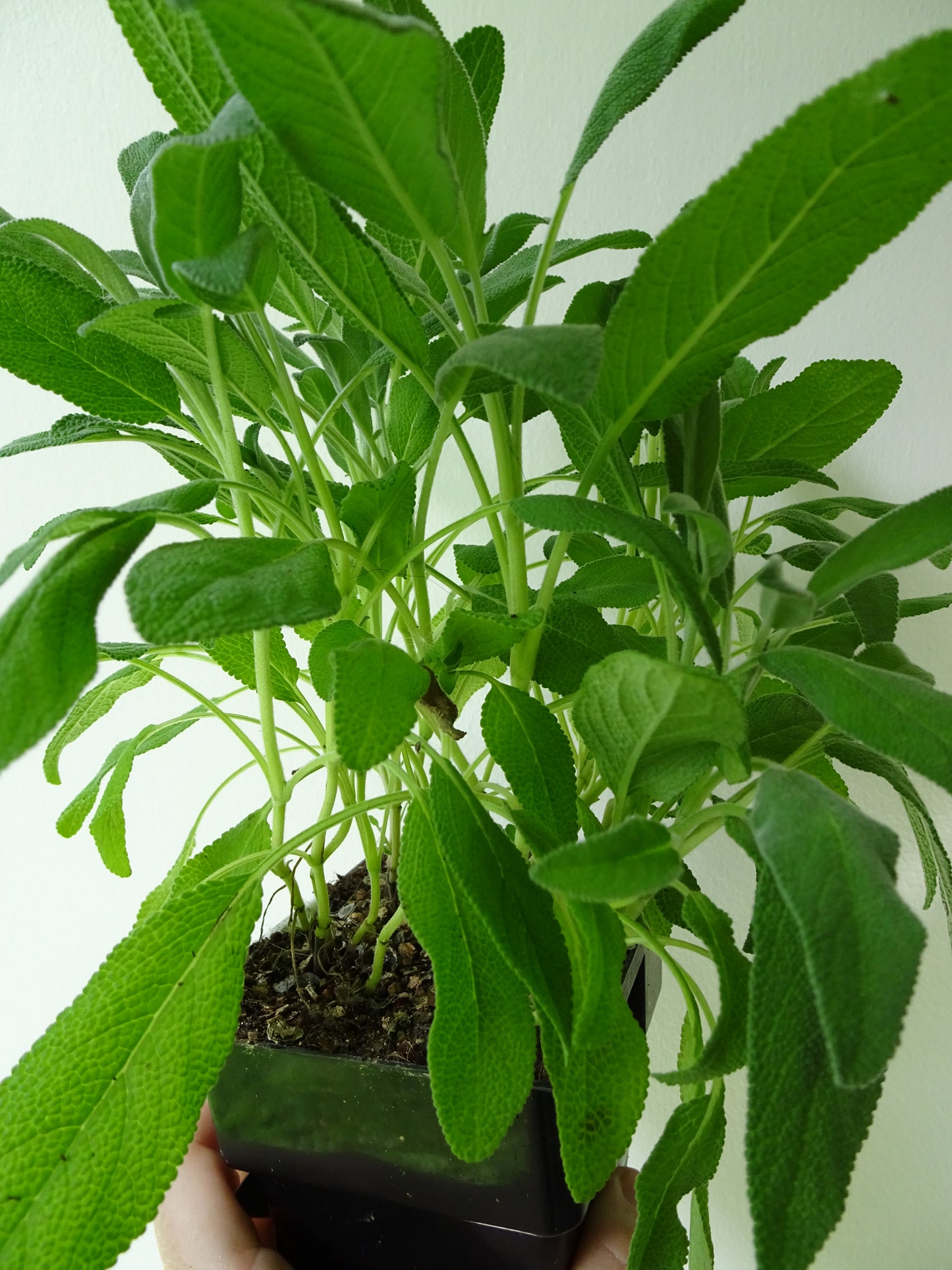 Sage Pot